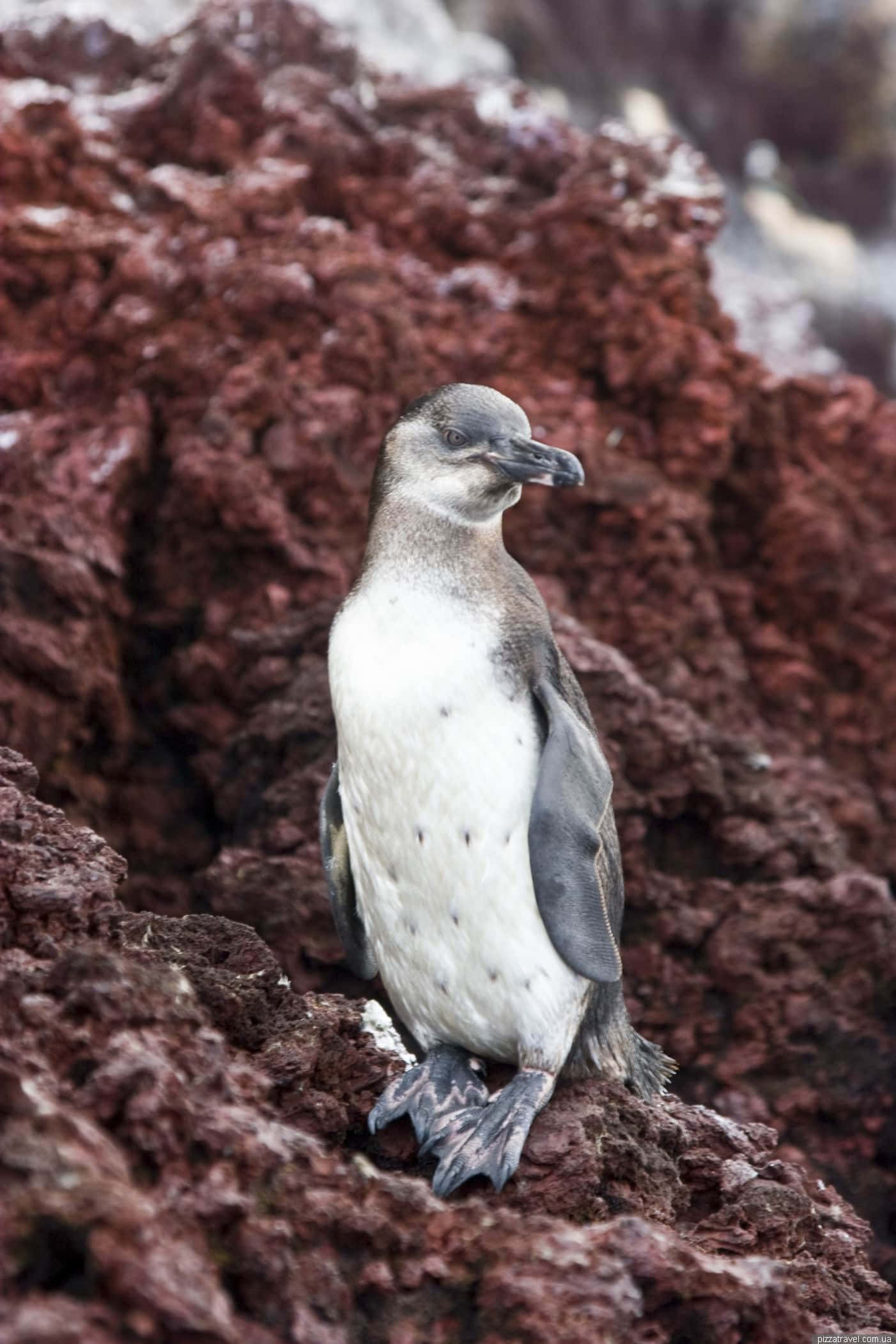 Galapagos penguin, rugged red volcanic rocks, bright daylight, Full HD Phone Wallpaper