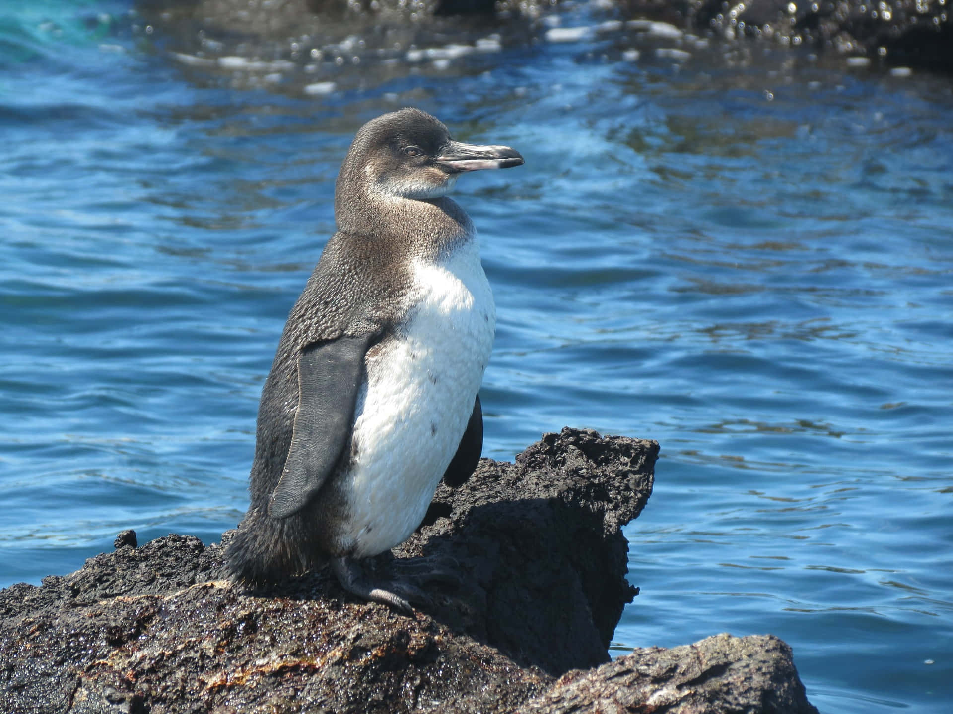 Galapagos Penguin, dark volcanic rock, shimmering blue ocean waters, Full HD Desktop Wallpaper