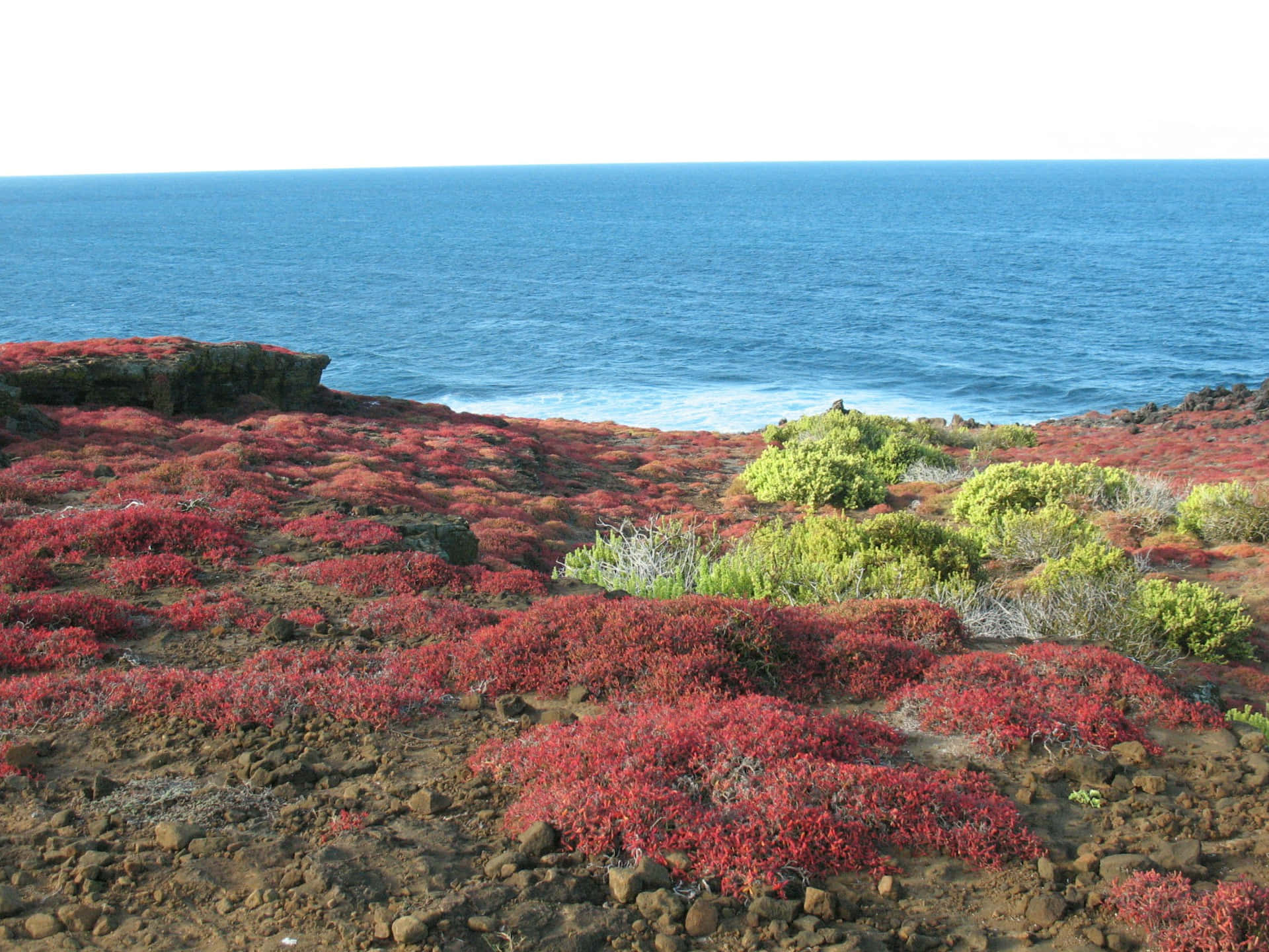 Galapagos, red shrubs, rocky cliffside, Full HD Desktop Wallpaper