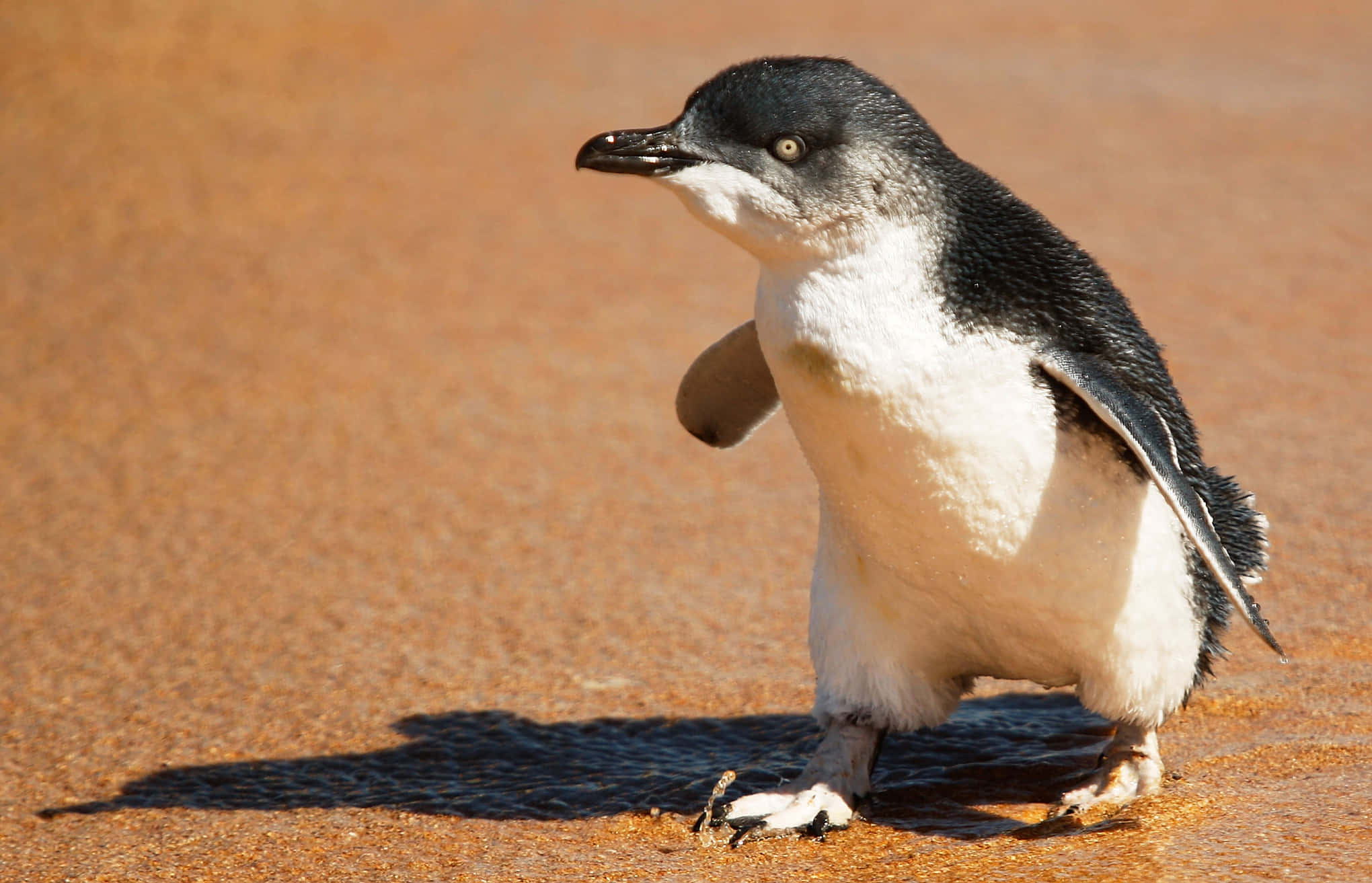 Galapagos Penguin, wet orange sand, bright sunlight, Full HD Desktop Wallpaper