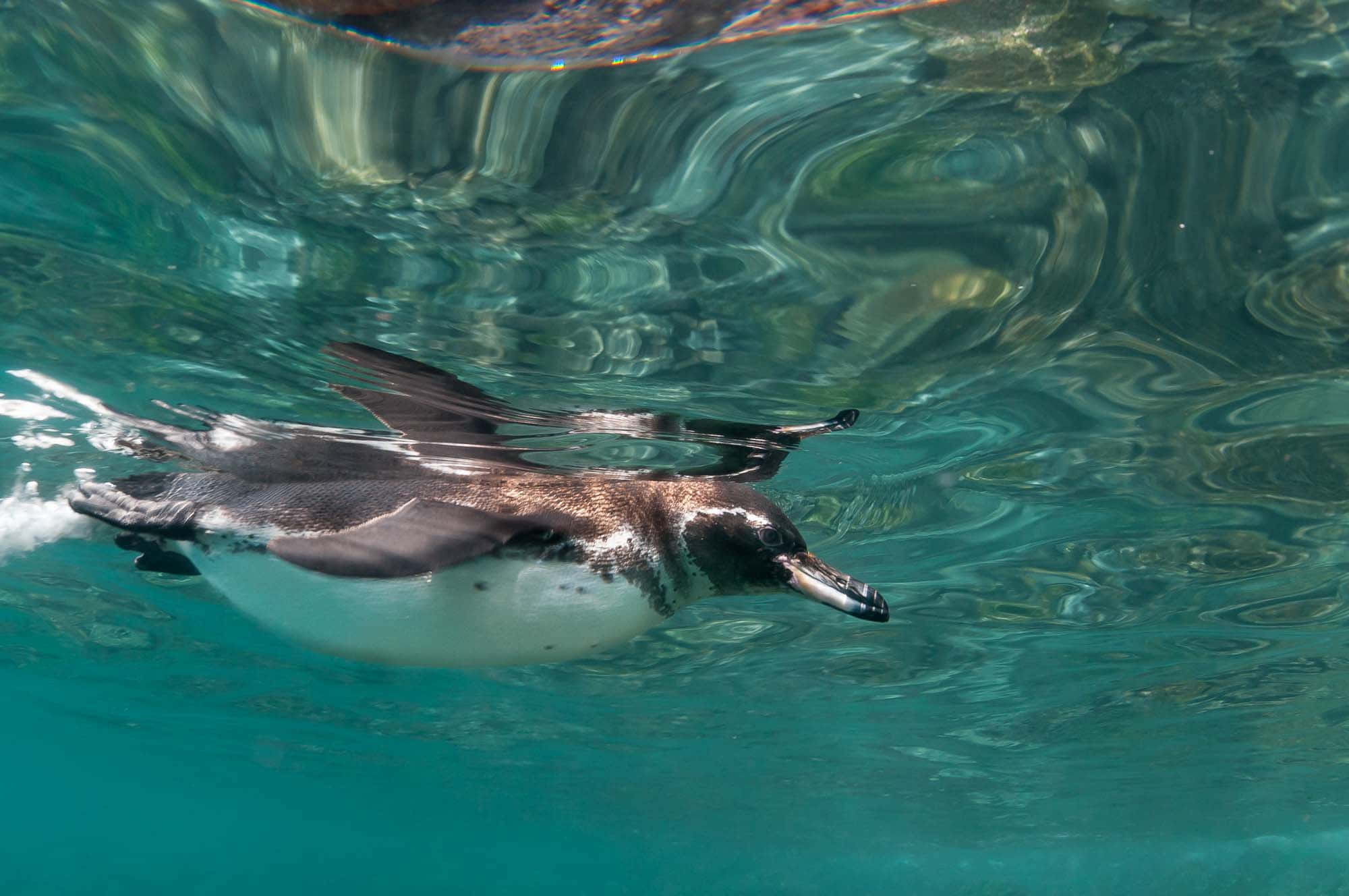 Galapagos Penguin, underwater, clear turquoise water, Full HD Desktop Wallpaper