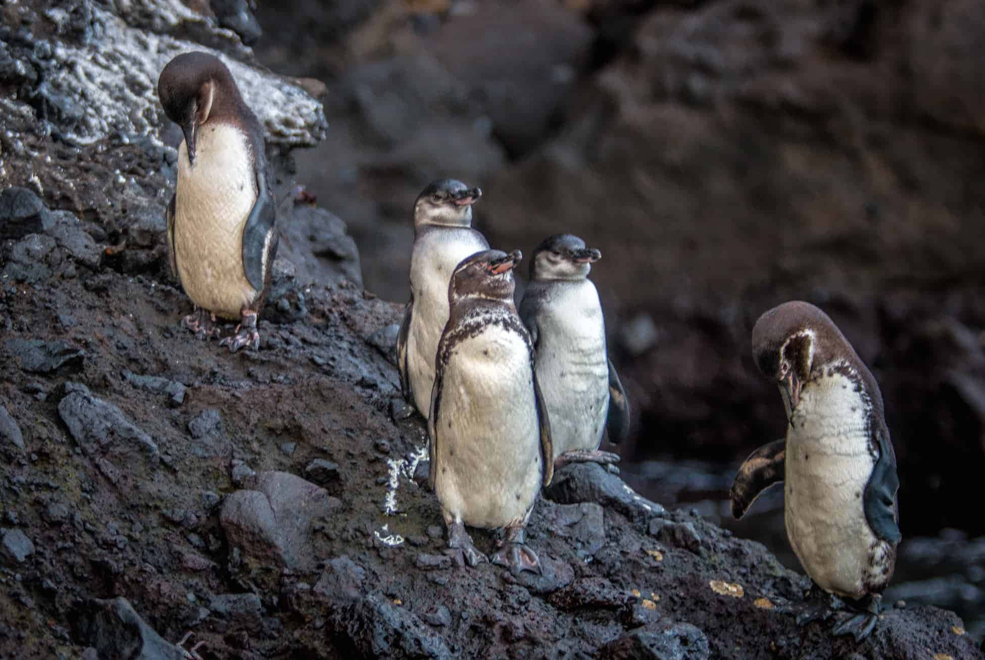 Galapagos Penguin, rocky shore, dark volcanic rock slope, Full HD Desktop Wallpaper