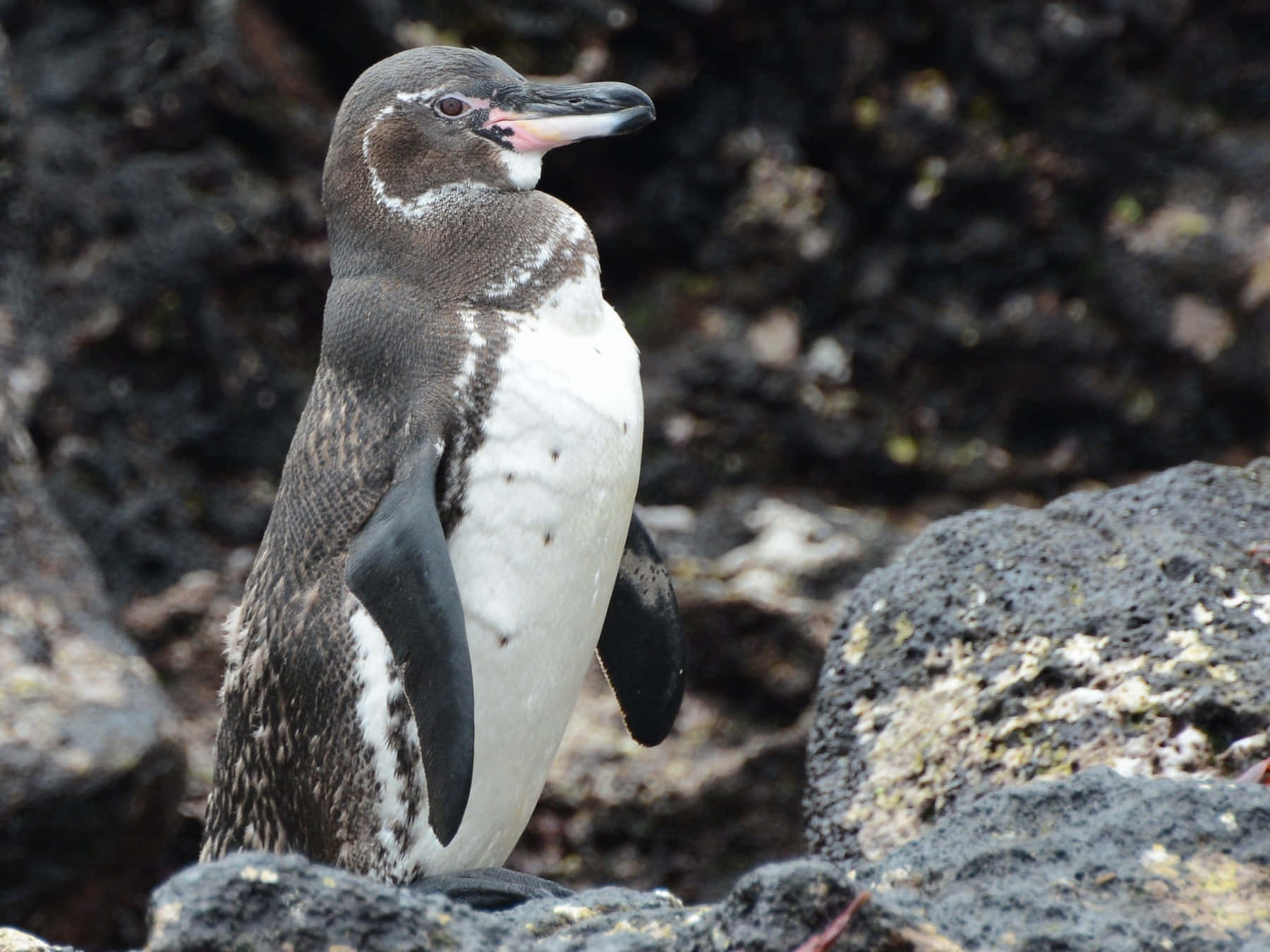 Galapagos penguin, dark volcanic rocks, blurred rocky background, HD Desktop Wallpaper