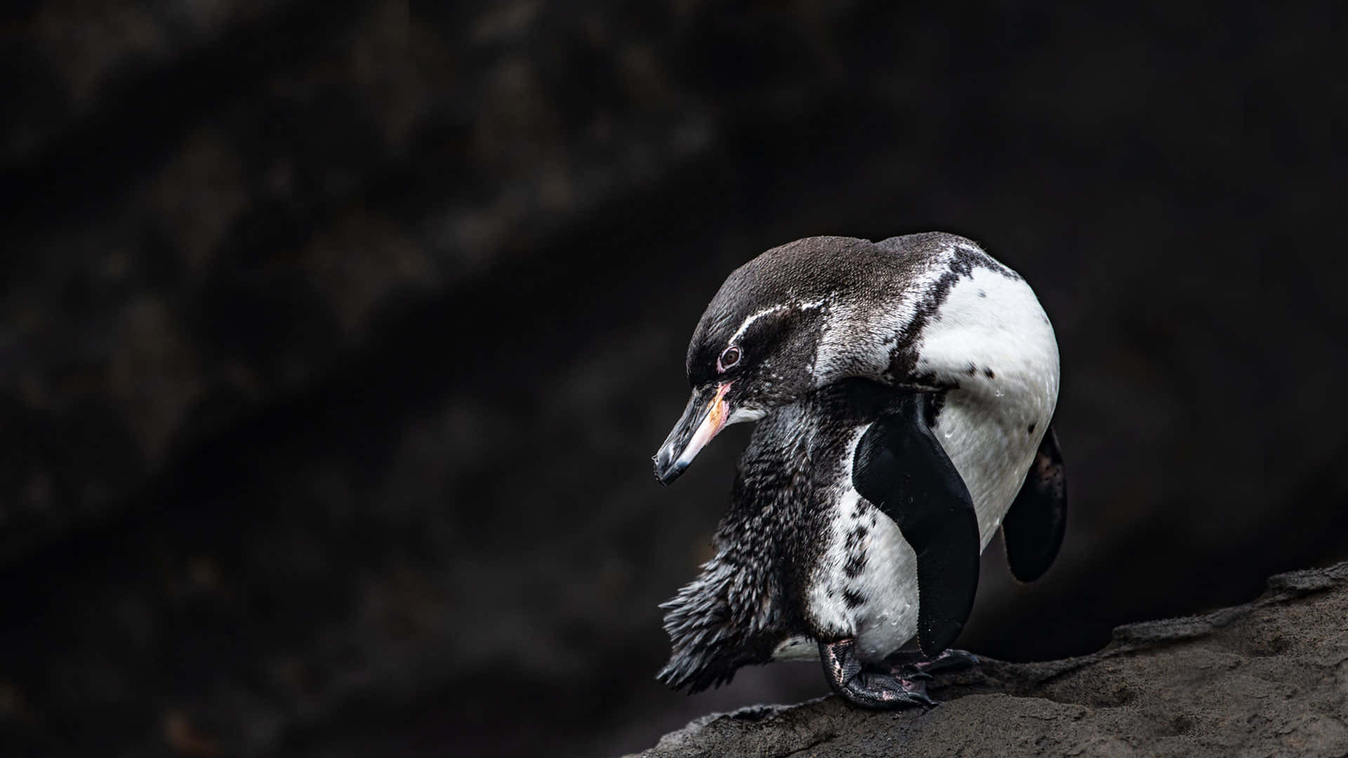 Galapagos Penguin, dark volcanic rock, blurred black background, Full HD Desktop Wallpaper