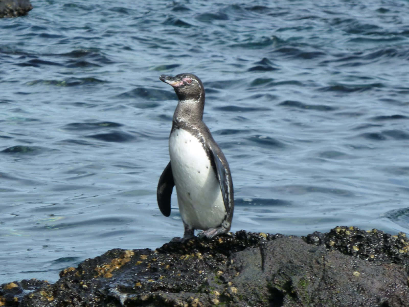 Galapagos Penguin, seaside perch, dark rock, HD Desktop Wallpaper
