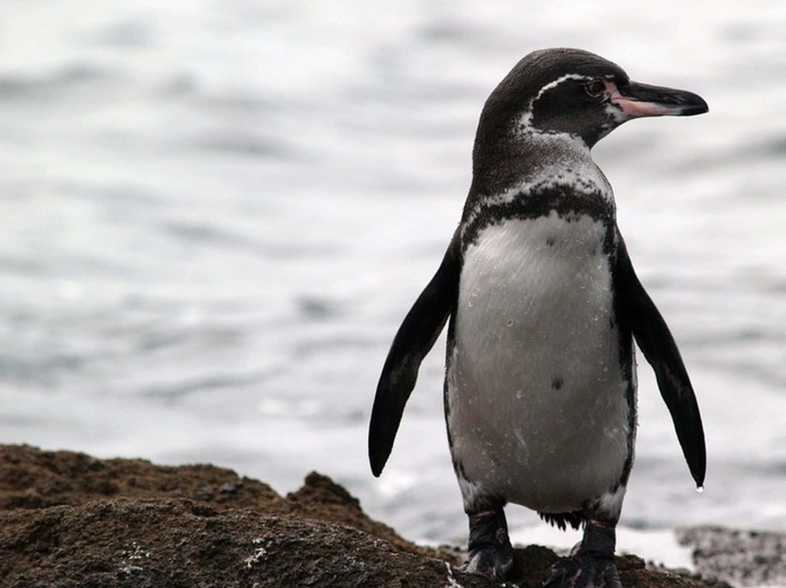 Galapagos Penguin, wet rock, ocean waves, HD Desktop Wallpaper