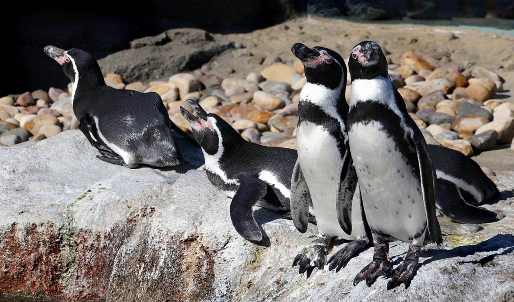 Galapagos Penguin, sunlit rocks, pebble beach, HD Desktop Wallpaper