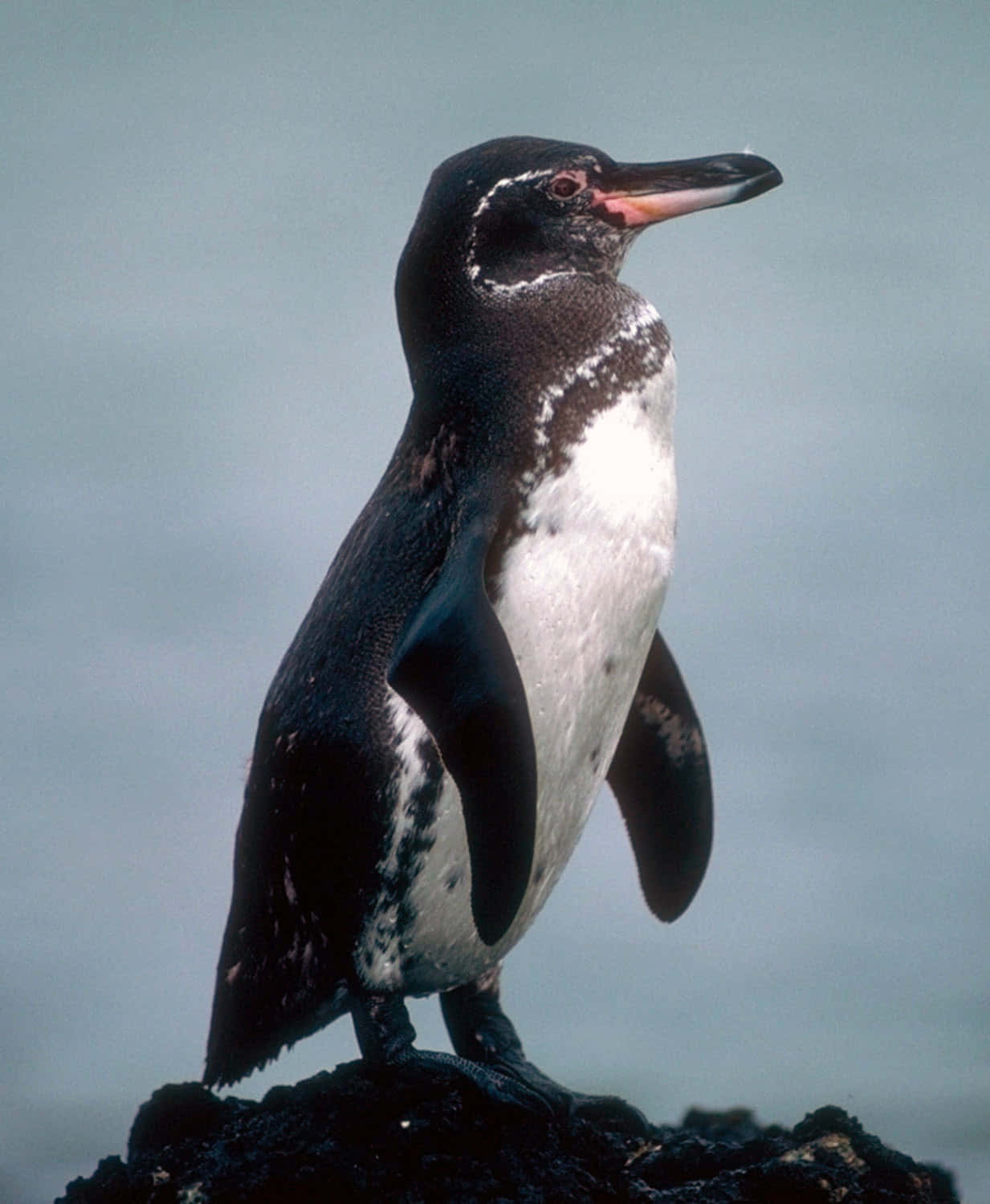 Galapagos penguin, dark volcanic rock, soft blue-gray ocean, HD Phone Wallpaper