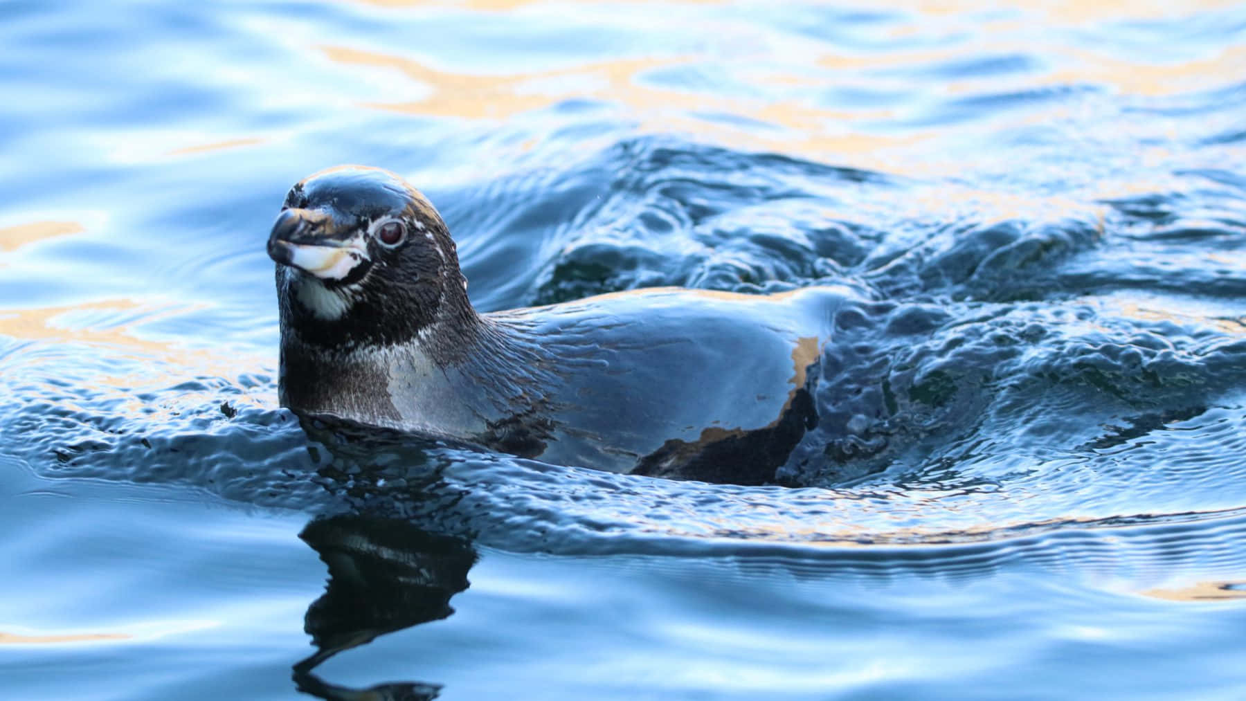 Galapagos Penguin, blue water, golden sunlight, HD Desktop Wallpaper