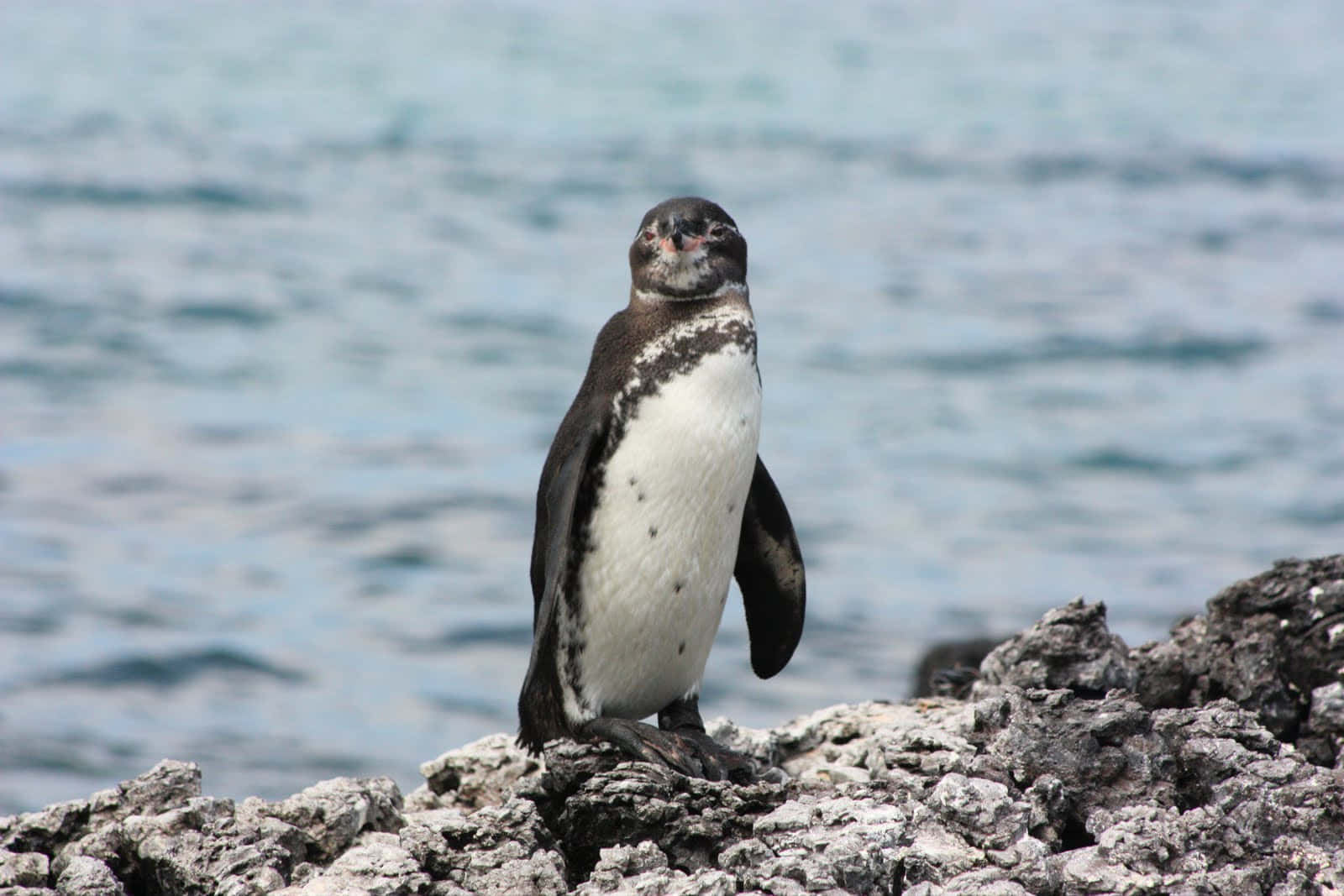 Galapagos penguin, rugged gray rocks, calm blue ocean water, HD Desktop Wallpaper