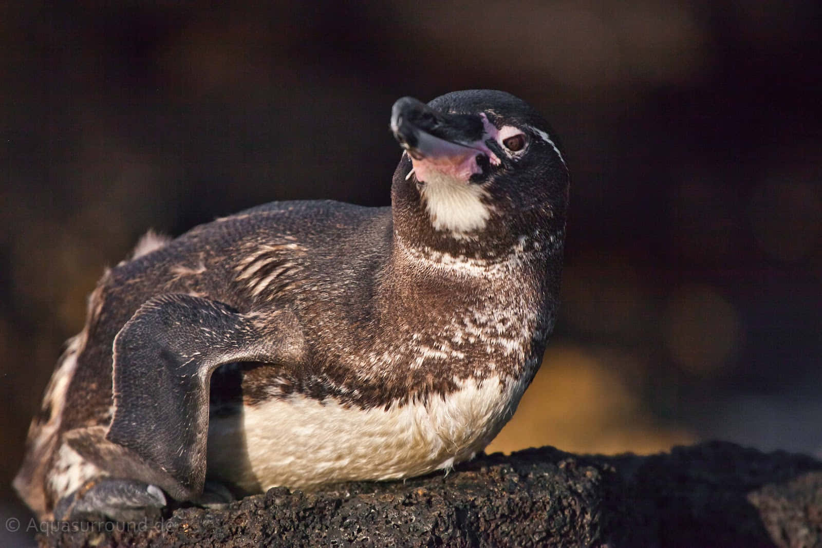 Galapagos Penguin, dark volcanic rock, soft golden light, HD Desktop Wallpaper