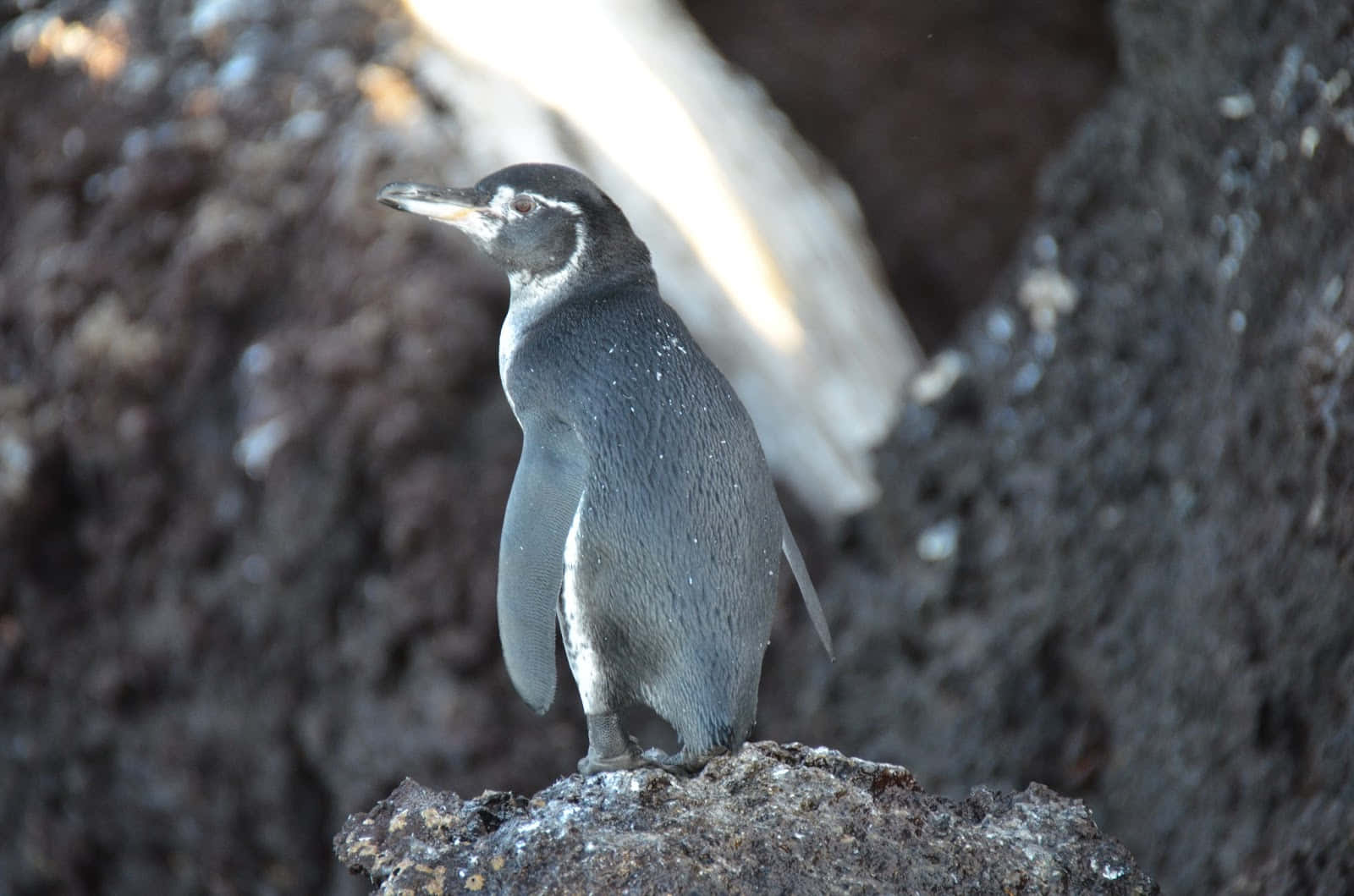Galapagos Penguin, rugged volcanic rock, blurred dark background, HD Desktop Wallpaper