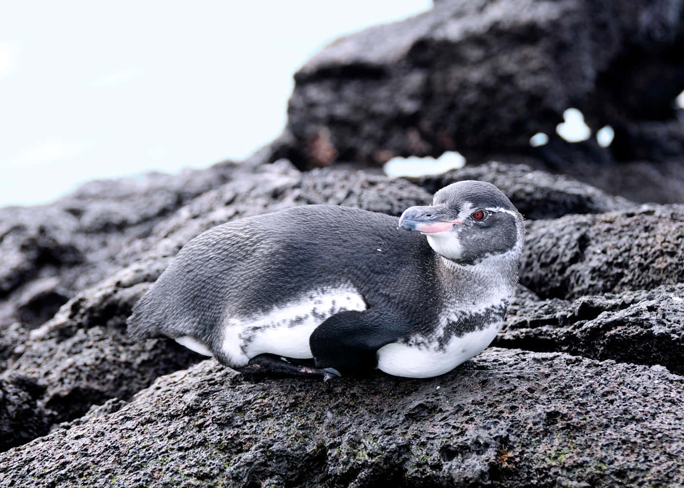 Galapagos Penguin, dark volcanic rocks, soft white sky, HD Desktop Wallpaper