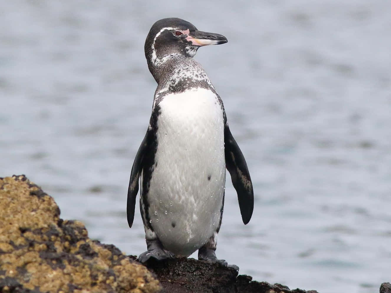 Galapagos penguin, wet volcanic rock, ocean waves, HD Desktop Wallpaper