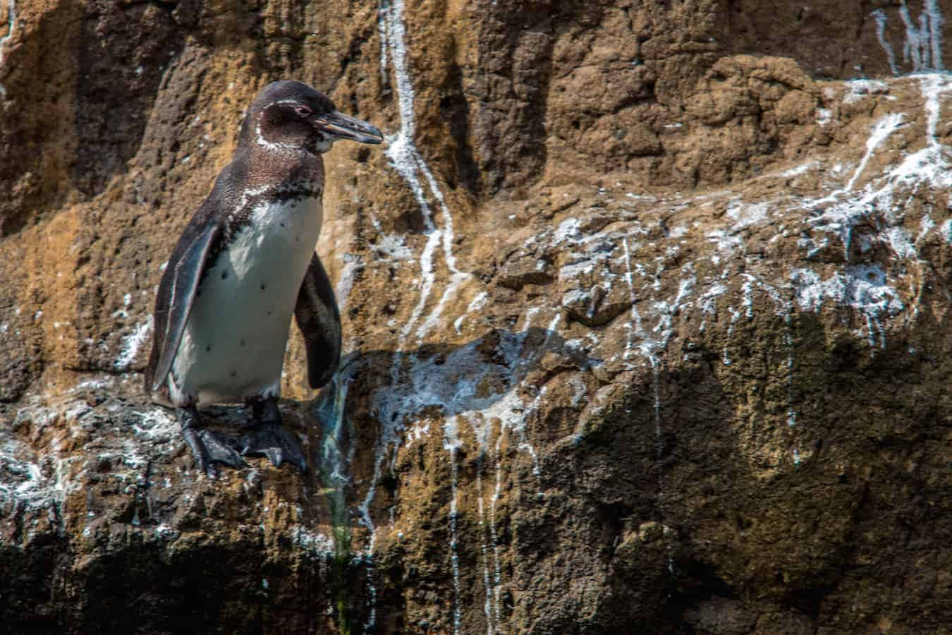 Galapagos Penguin, rocky coast, sunlit, HD Desktop Wallpaper