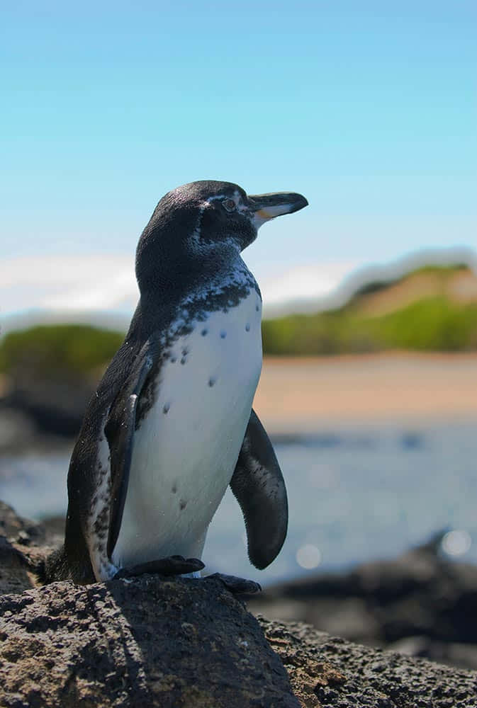 Galapagos penguin, sunlit volcanic rock, ocean, SD Phone Wallpaper