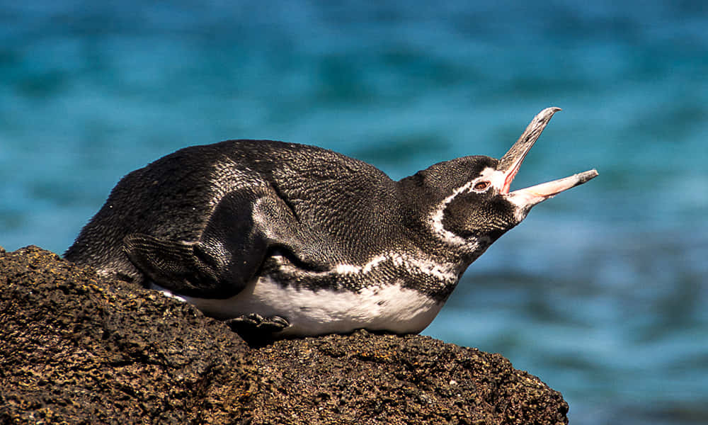 Galapagos Penguin, rocky outcrop, turquoise ocean, SD Desktop Wallpaper