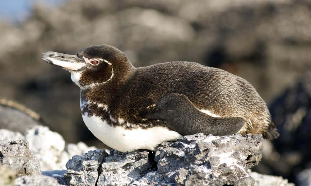 Galapagos Penguin, lava rocks, rugged gray rocks, SD Desktop Wallpaper