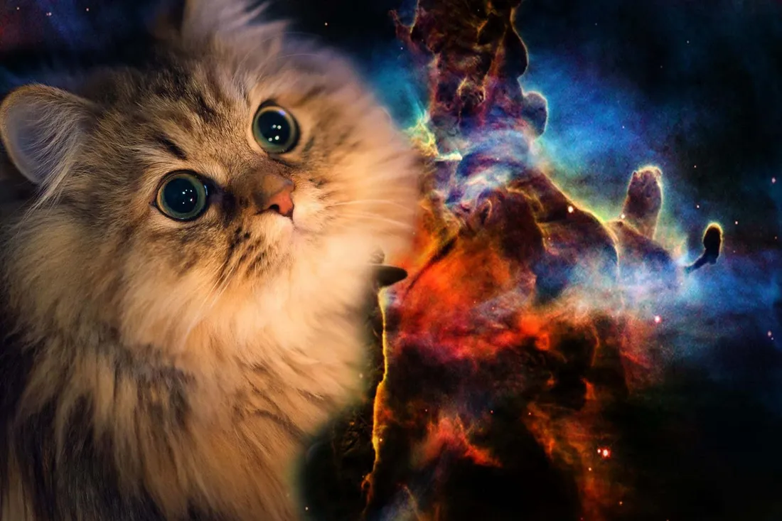 Galaxy Cat