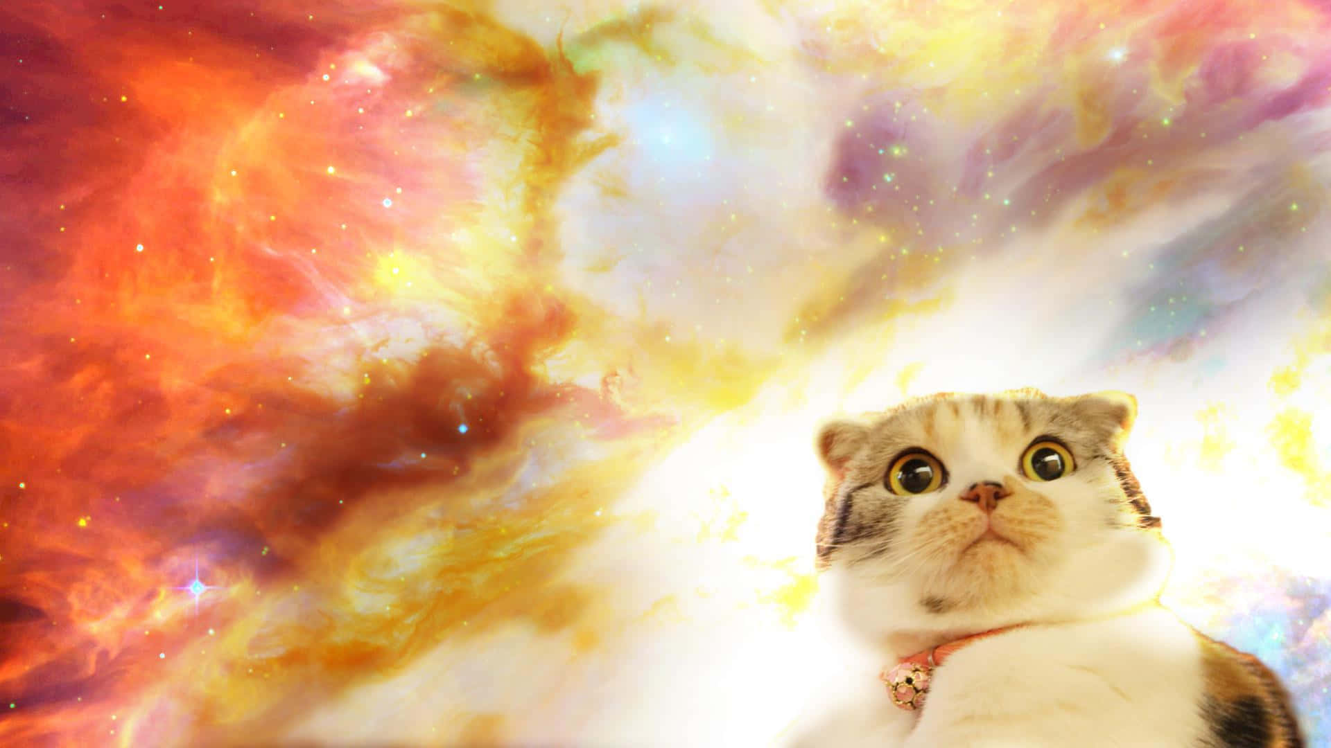 Galaxy Cat, cosmic nebula, swirling reds yellows and purples, Full HD Desktop Wallpaper