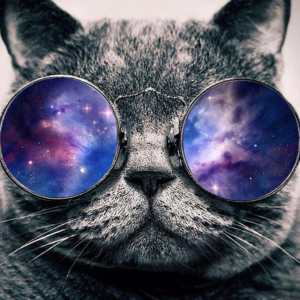 Galaxy Cat, gray cat, round sunglasses, SD Desktop Wallpaper