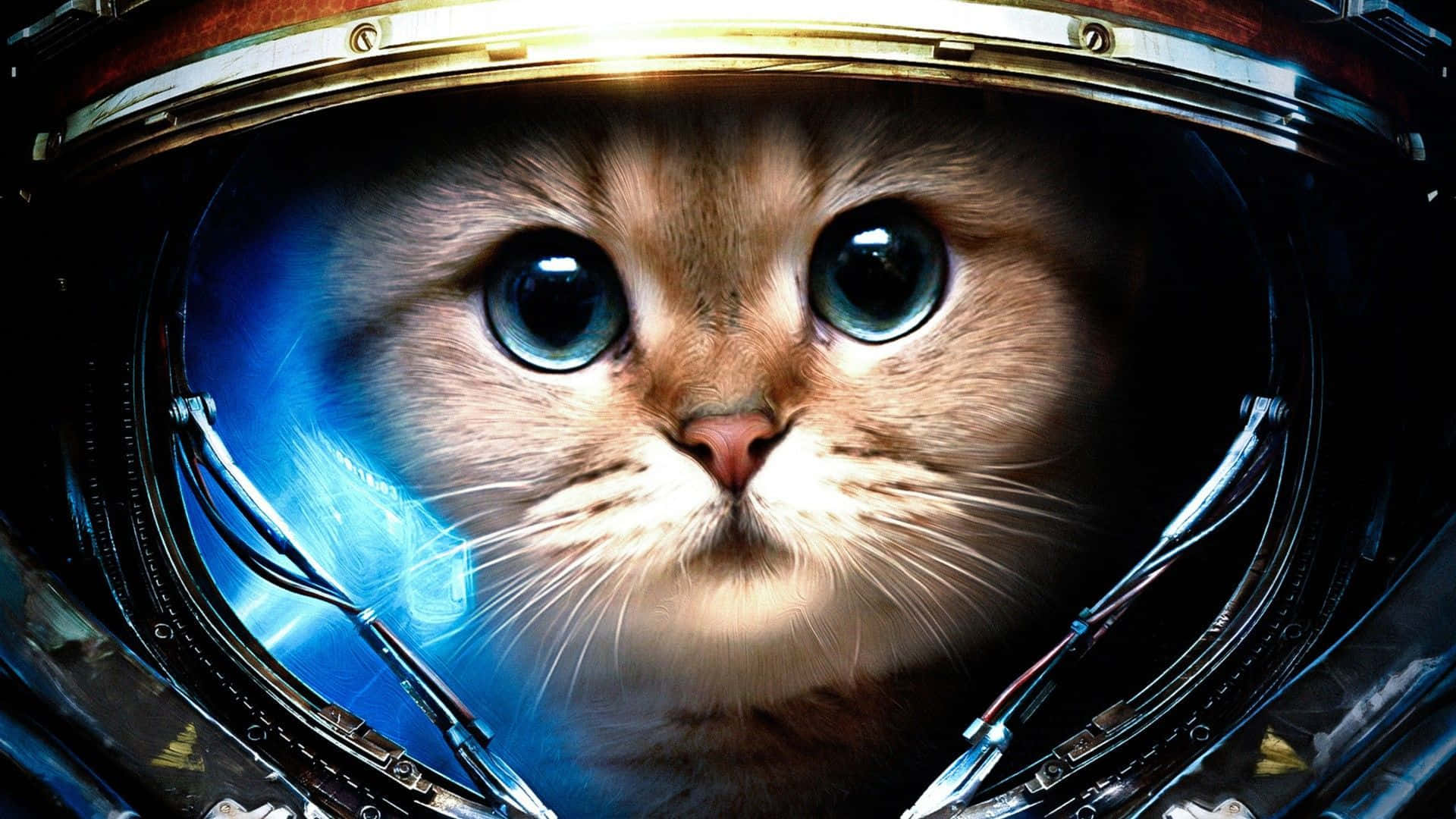 Galaxy Cat, astronaut helmet, wide blue eyes, Full HD Desktop Wallpaper