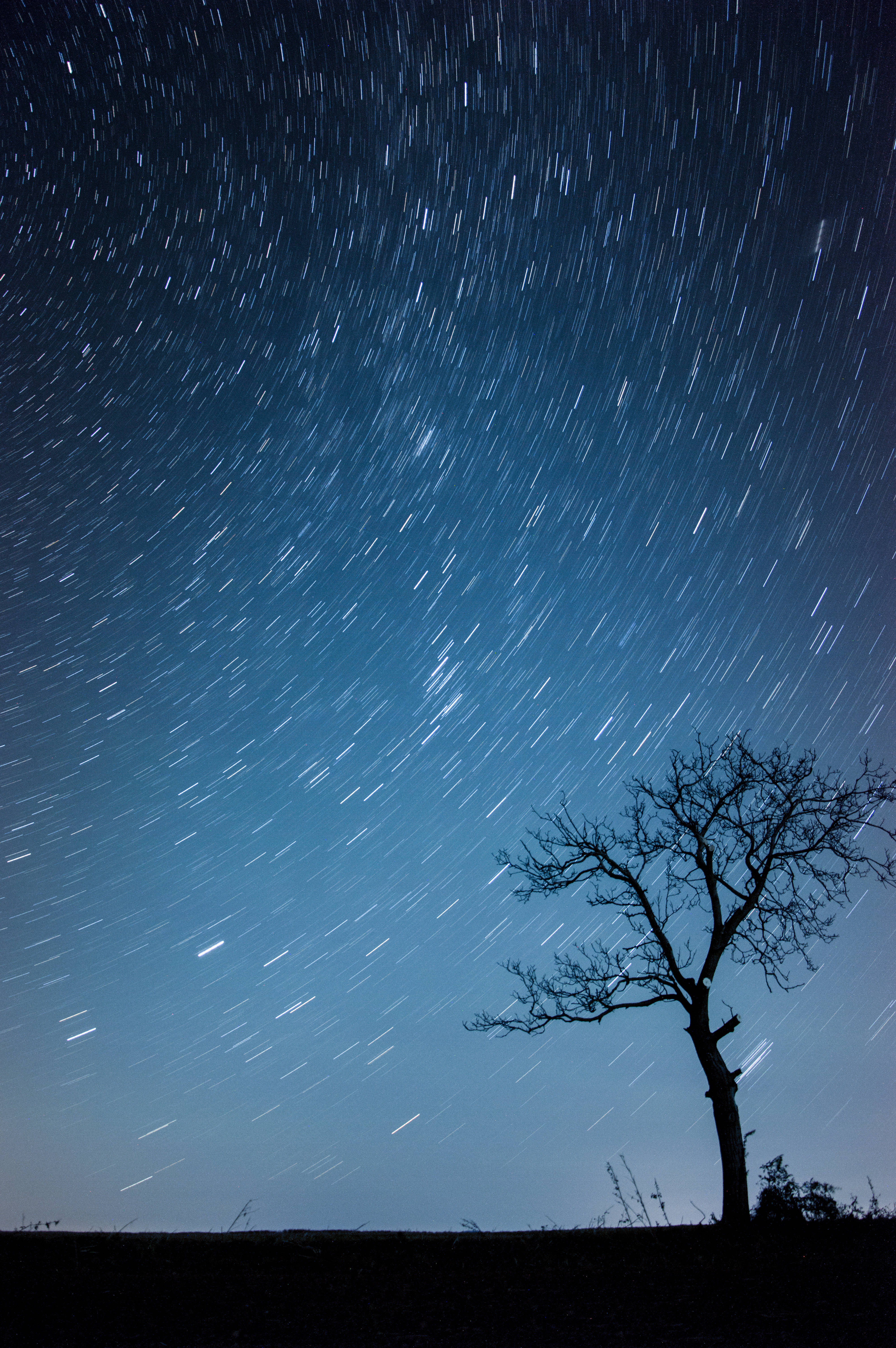 Tree Silhouette Galaxy iPhone, deep blue sky, star trails, 5K Phone Wallpaper