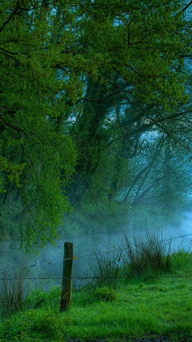 Galaxy Note 4, forest, misty morning, HD Phone Wallpaper