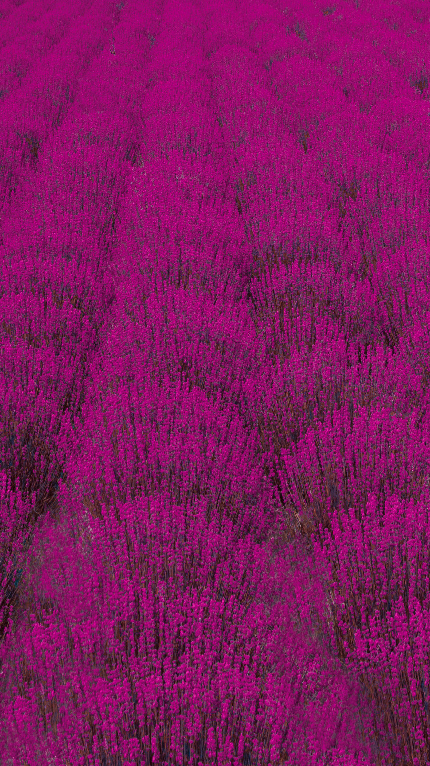 Galaxy S10, lavender fields, fuchsia, 2K Phone Wallpaper