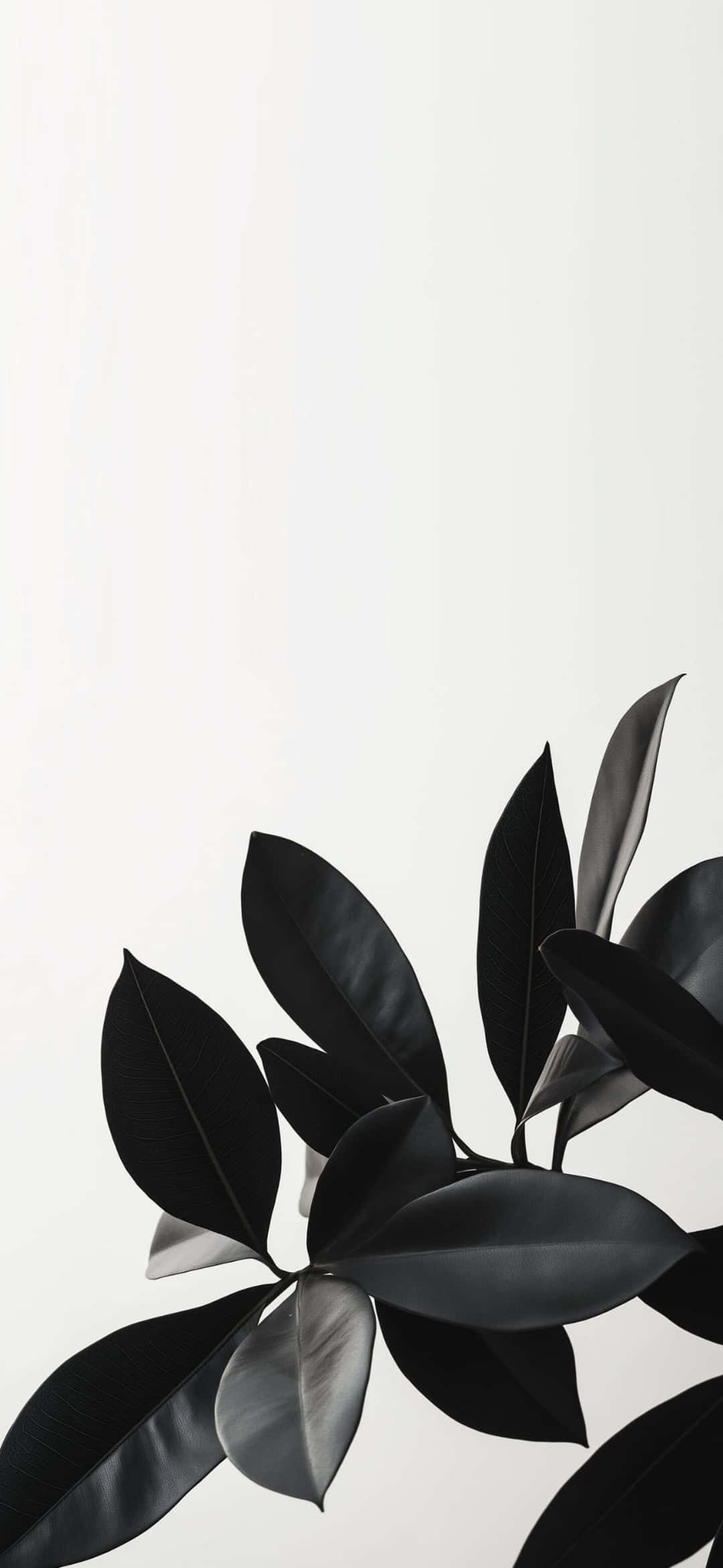 Galaxy S25, rubber plant, dark glossy leaves, Full HD Phone Wallpaper