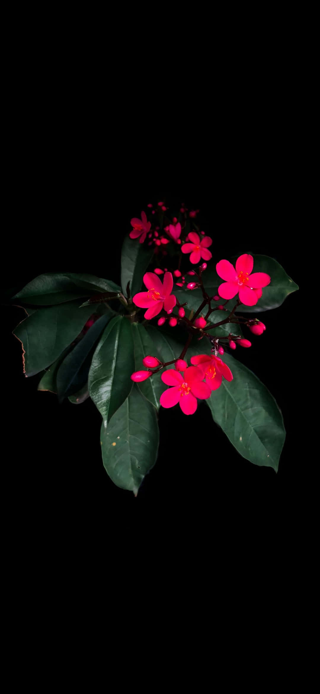 Galaxy S25, macro photography, fuchsia flowers, Full HD Phone Wallpaper