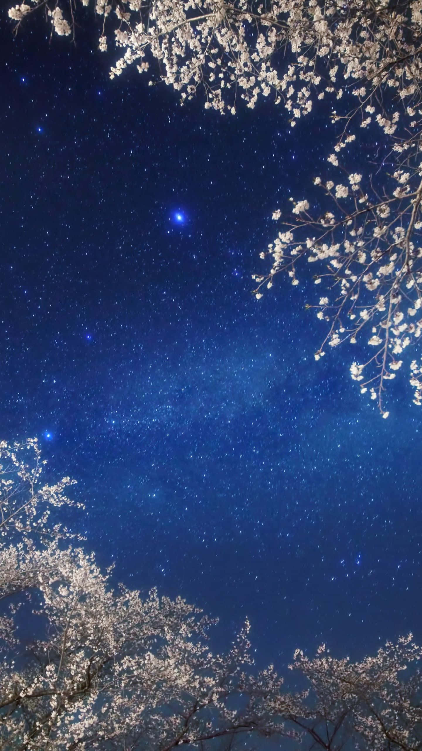 Galaxy Sky, cherry tree branches, deep blue night sky, 2K Phone Wallpaper