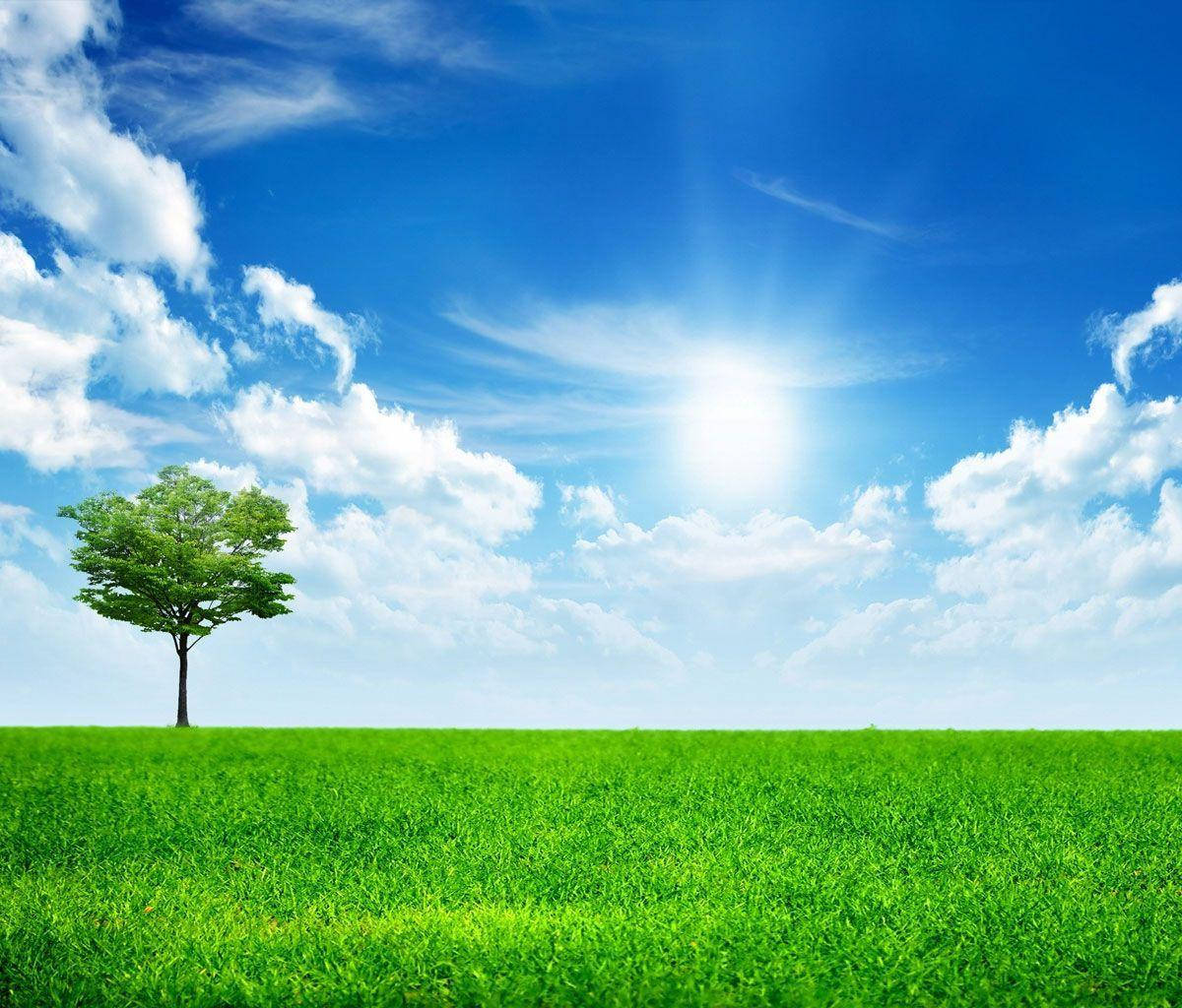 Galaxy Tablet, green tree, vast emerald field, SD Desktop Wallpaper