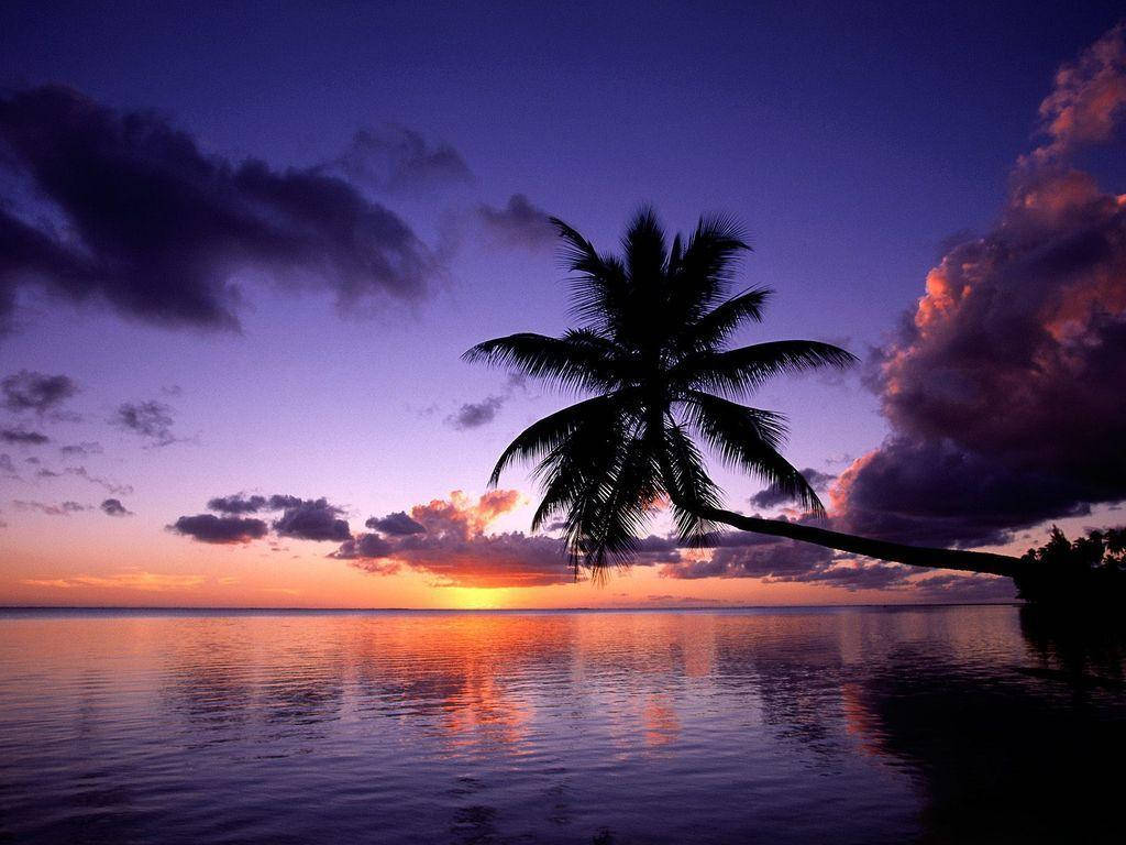 Galaxy Tablet, palm tree, vibrant purple and orange sunset, SD Desktop Wallpaper