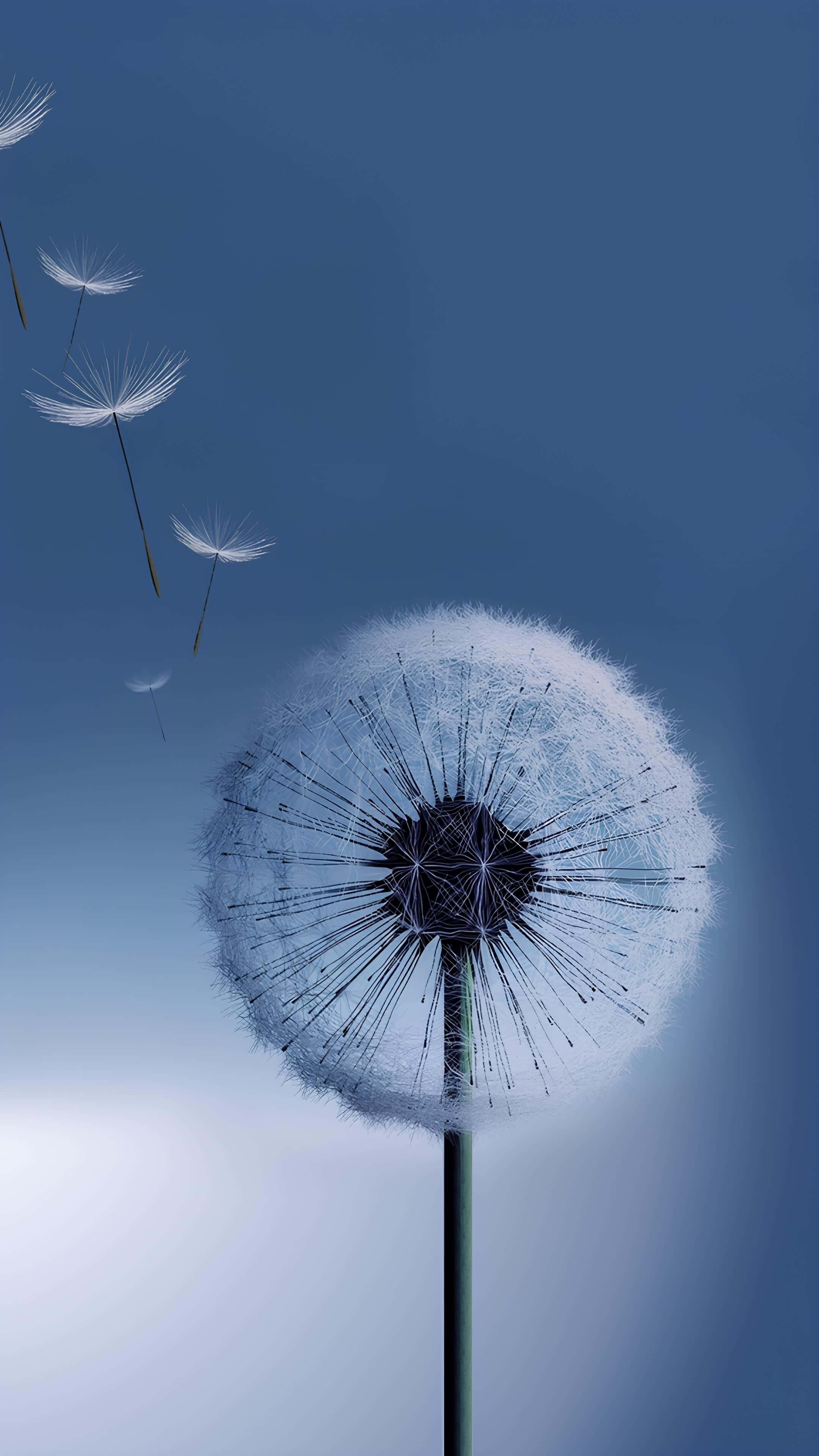 Galaxy Z Flip 7, dandelion seed head, fluffy white seeds, 4K Phone Wallpaper