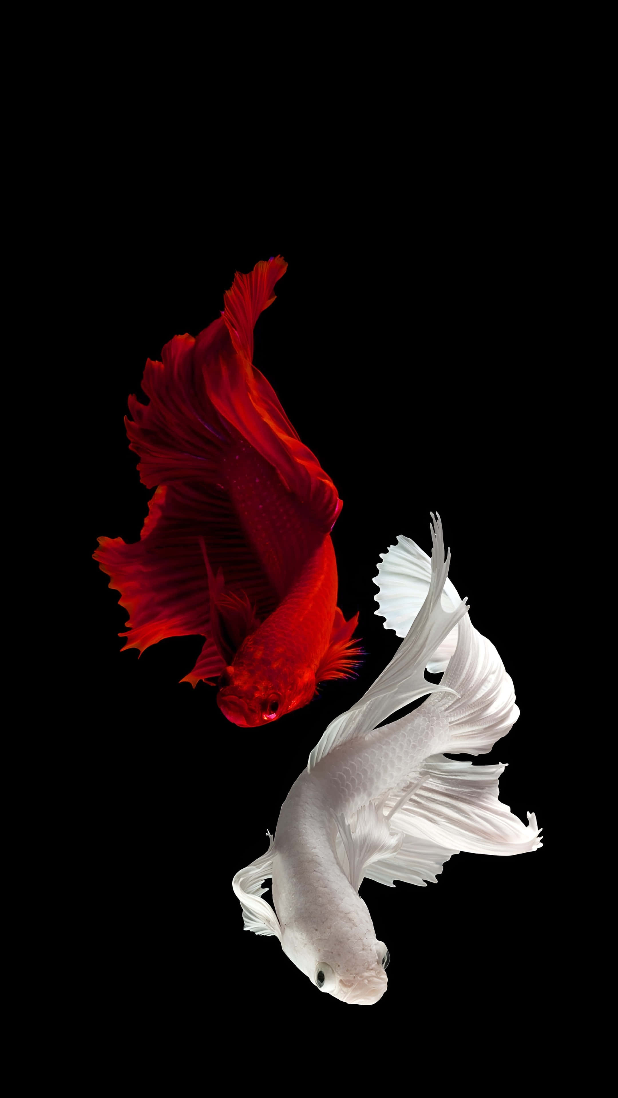 Galaxy Z Flip 7, vibrant red betta fish, pure white betta fish, 4K Phone Wallpaper