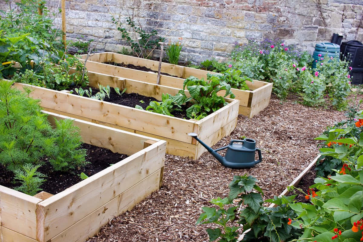Garden Bed, wooden raised garden beds, lush green plants, SD Desktop Wallpaper