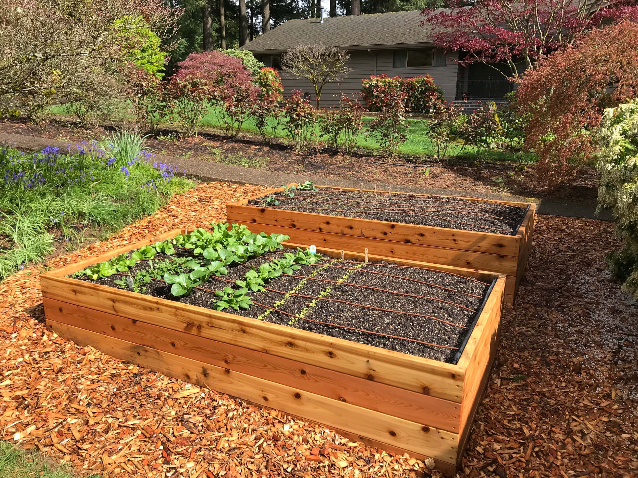 garden bed, wooden raised garden bed, young green plants, Full HD Desktop Wallpaper