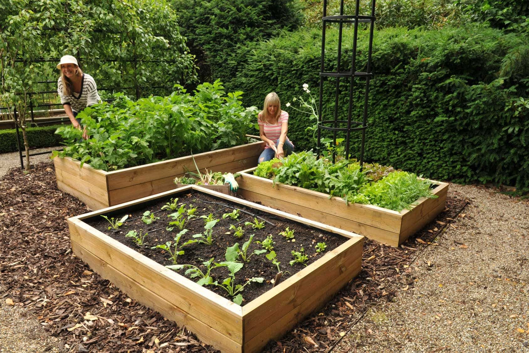 garden beds, wooden raised garden beds, lush green plants, HD Desktop Wallpaper