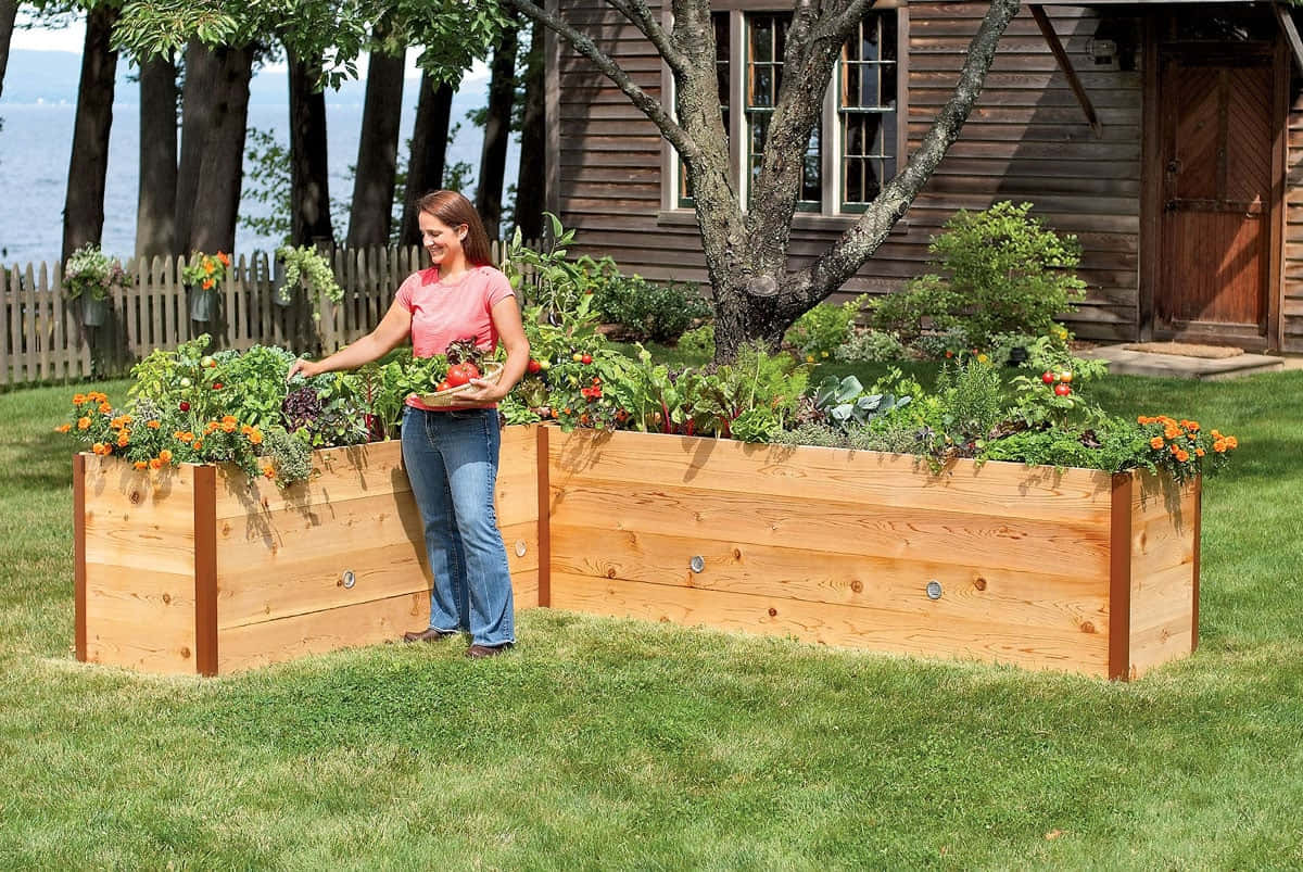 Garden Bed, wooden raised garden beds, sunny backyard, SD Desktop Wallpaper