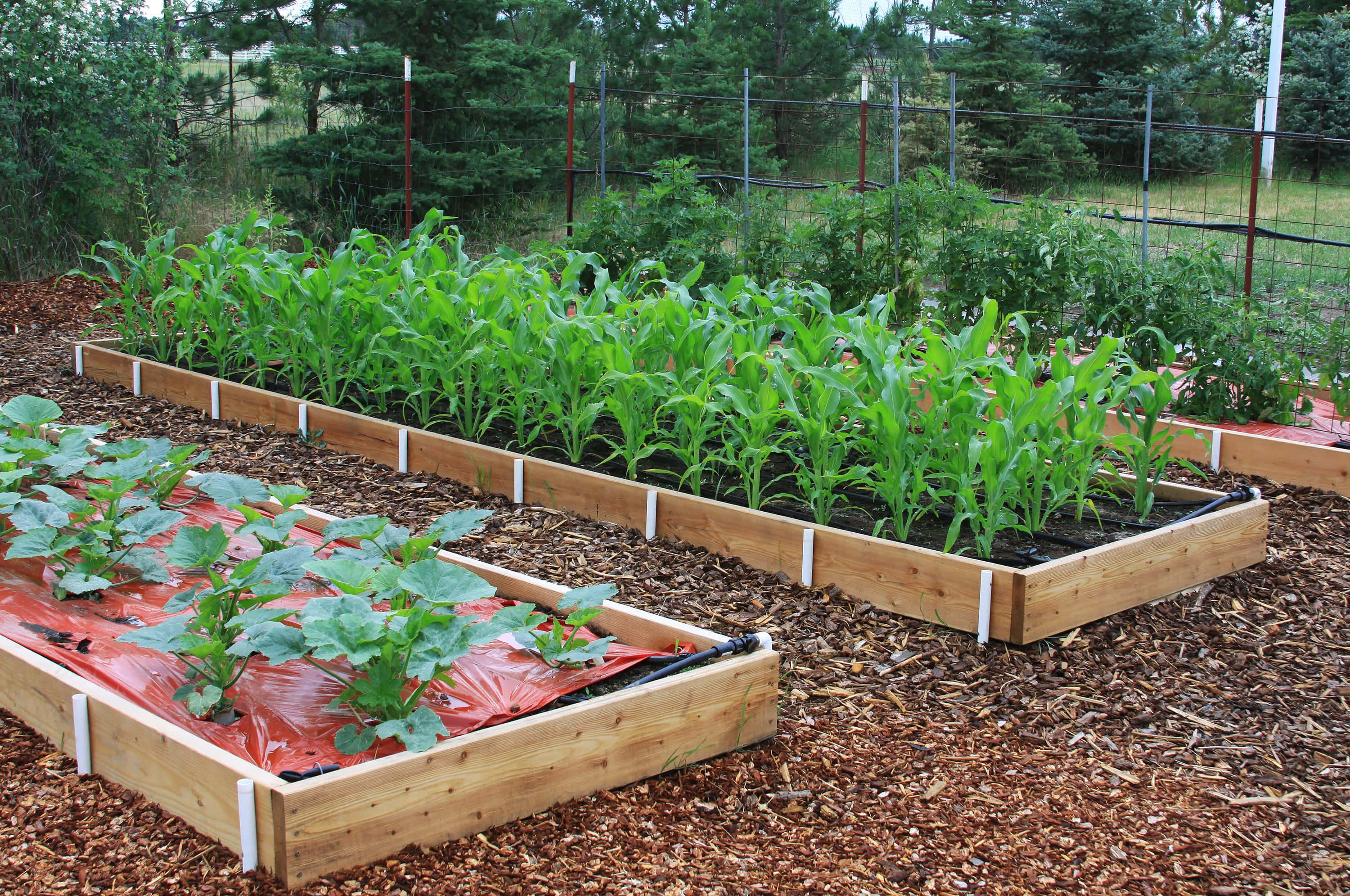 Garden Bed, wooden raised beds, vibrant green corn, 2K Desktop Wallpaper