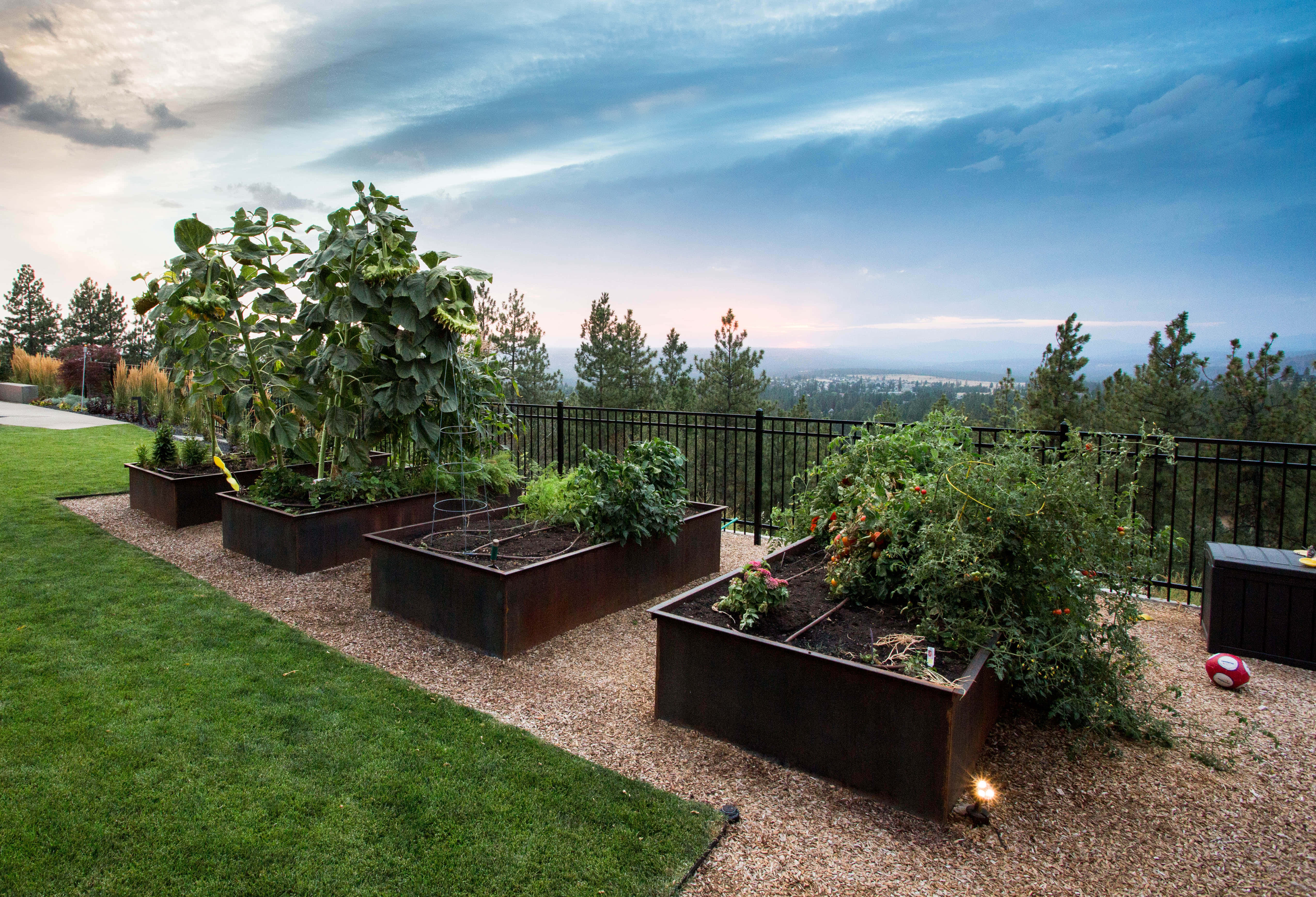 Garden Bed, sunflowers, tomatoes, 4K Desktop Wallpaper