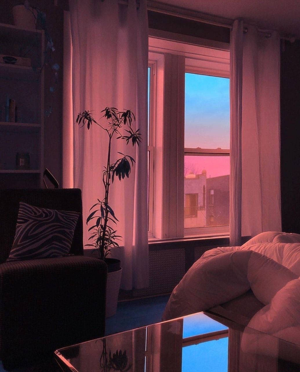 pink sunset light, sheer curtains, potted plant, HD Phone Wallpaper