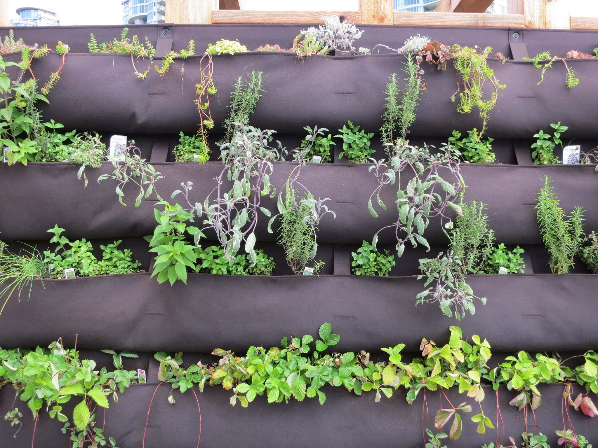 herb garden, black fabric pockets, wooden wall, Full HD Desktop Wallpaper