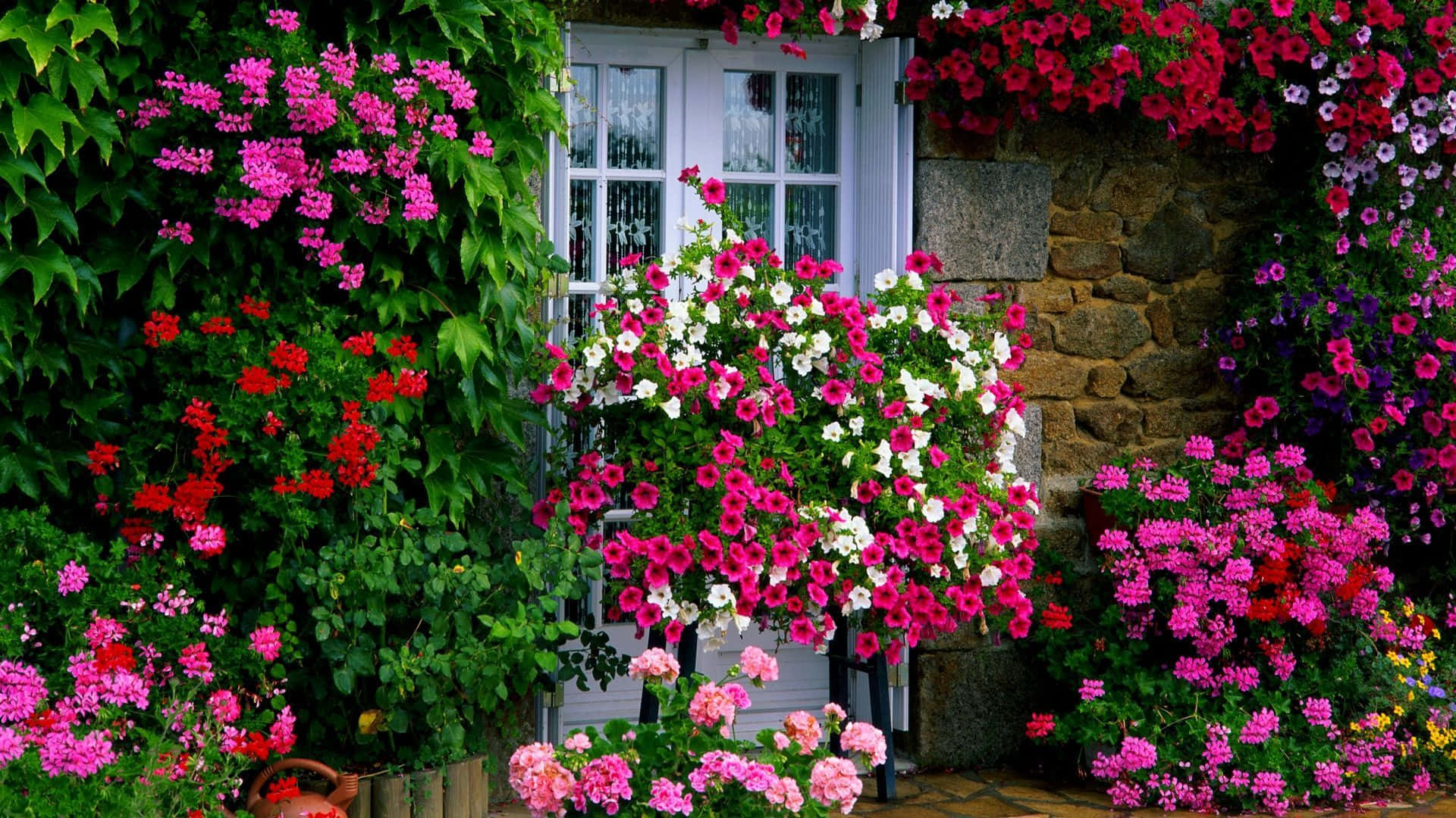 cottage garden, pink red petunias, white door, Full HD Desktop Wallpaper