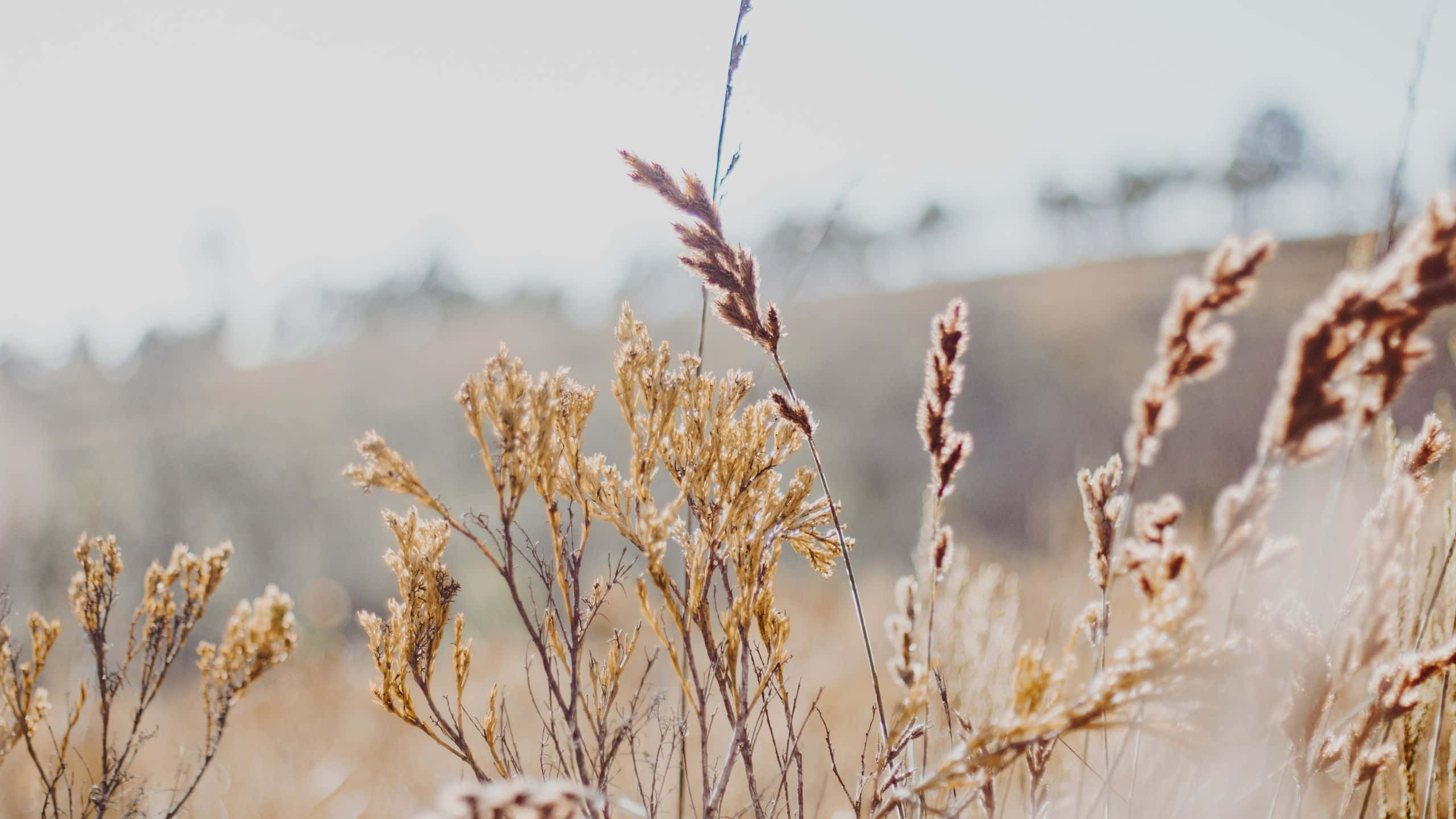 dry grass, golden, soft sunlight, 2K Desktop Wallpaper