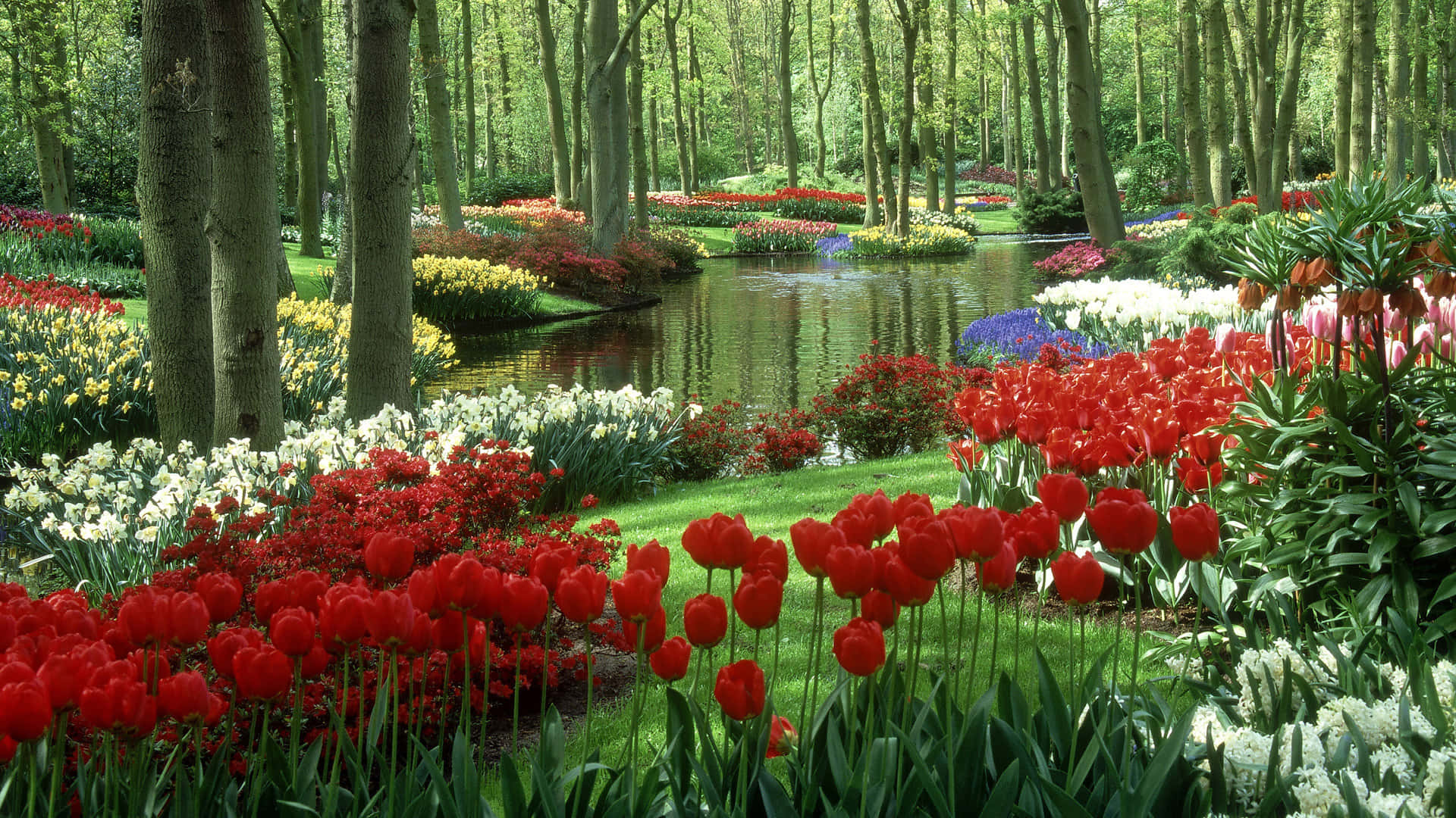 Garden Pathway, vibrant red white and yellow tulips, lush rows, Full HD Desktop Wallpaper