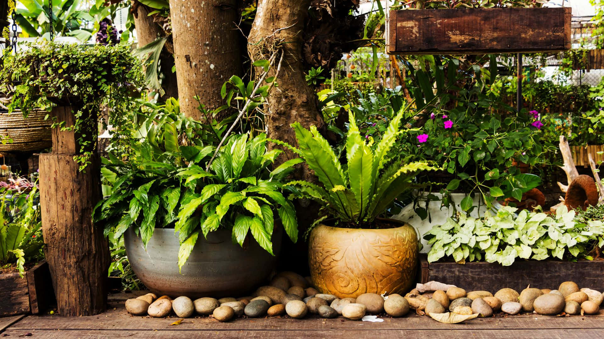 garden design, tropical plants, ceramic pots, Full HD Desktop Wallpaper