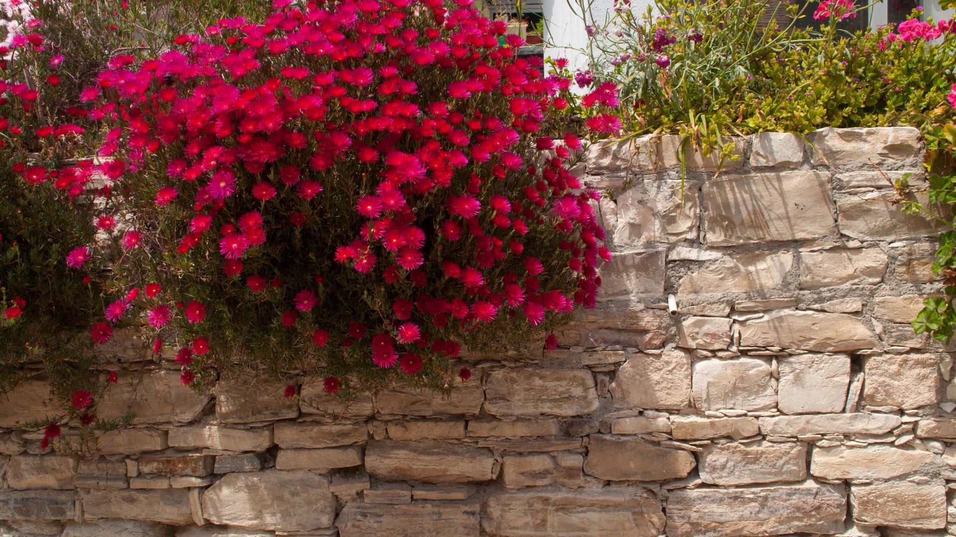 garden design, fuchsia flowers, rustic stone wall, Full HD Desktop Wallpaper