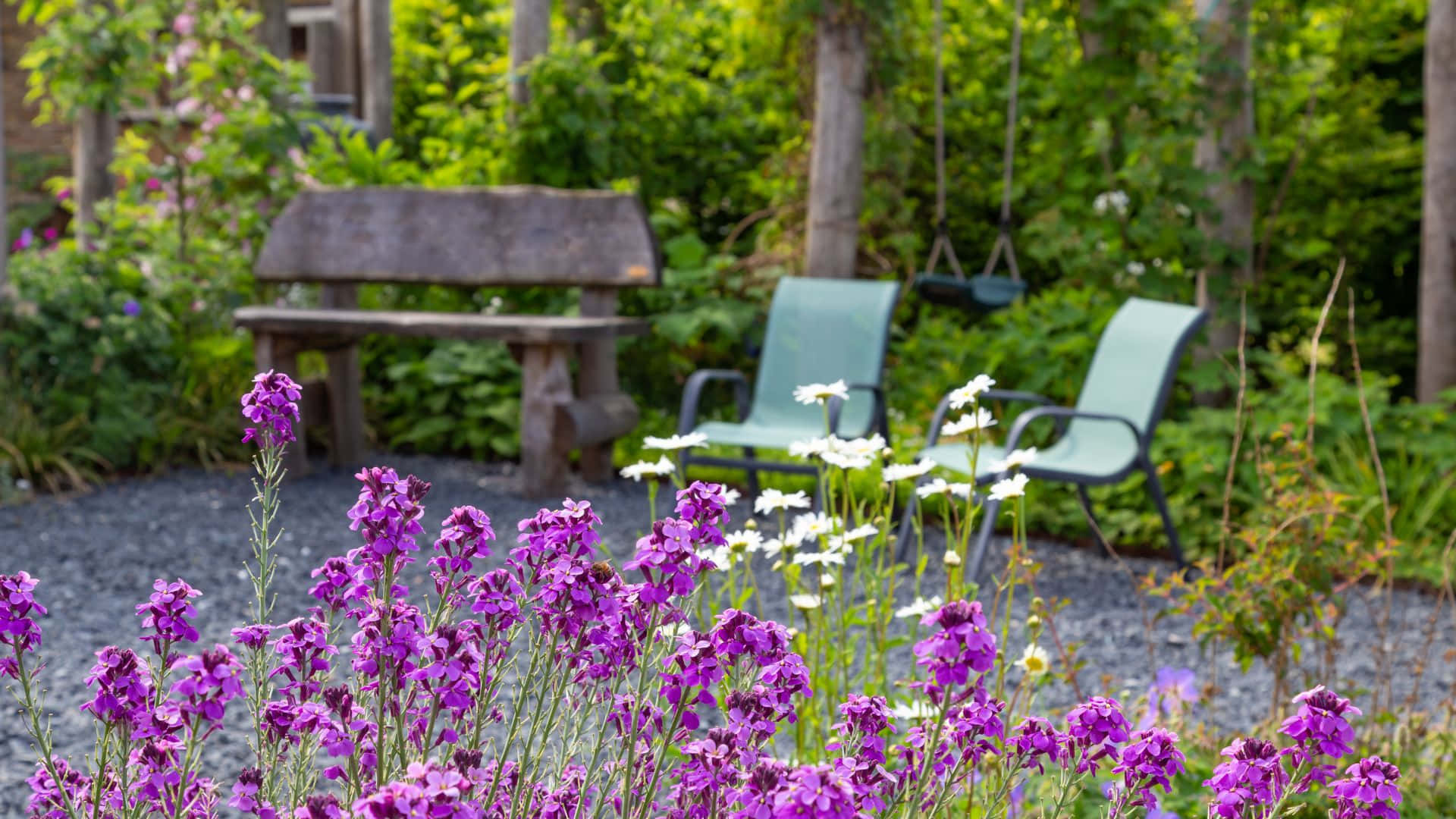 Garden Design, vibrant purple flowers, wooden bench, Full HD Desktop Wallpaper
